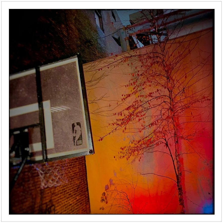 a tree grows in Brooklyn ~ (embiggenable) • µ4/3