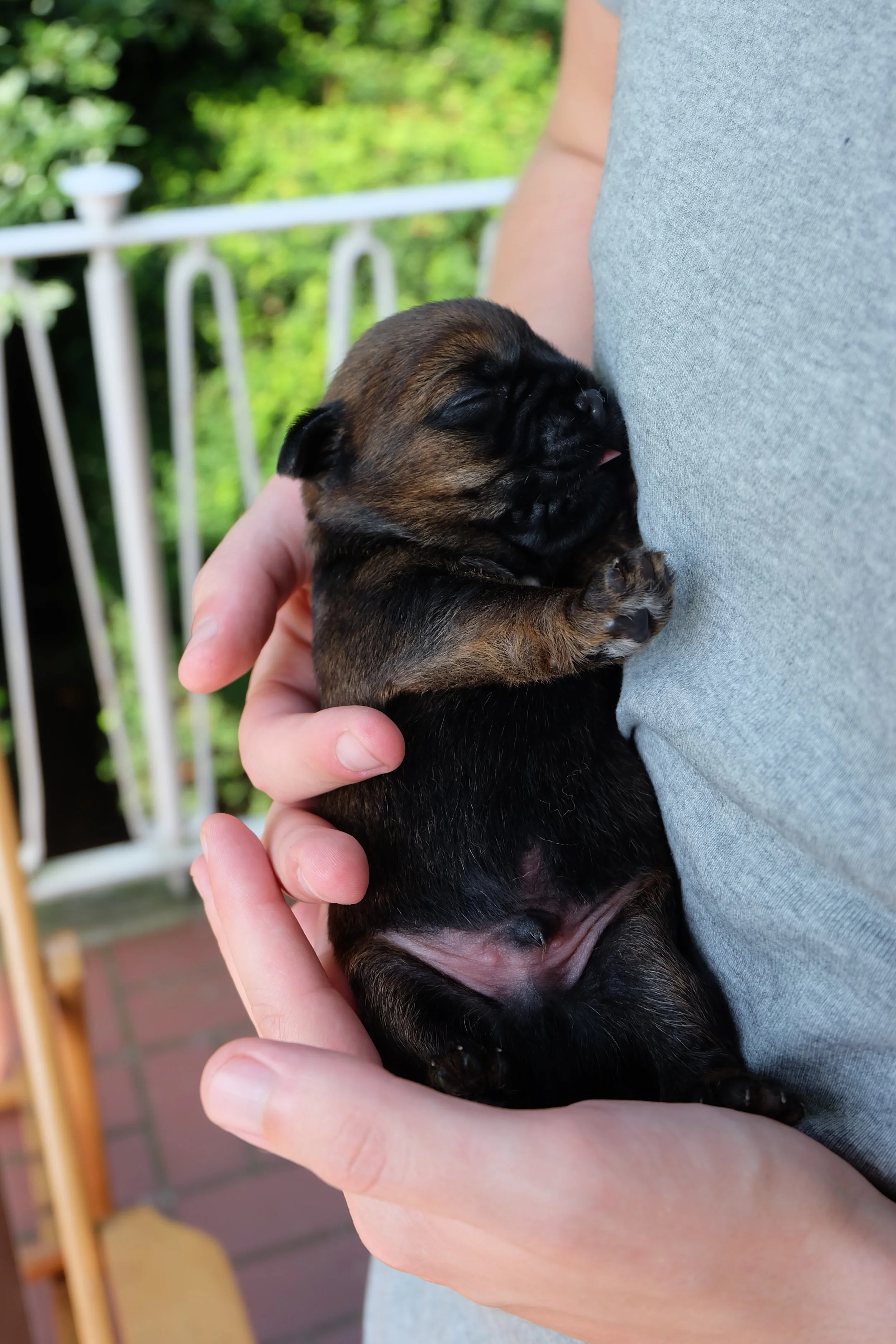 Pup 10 dagen 