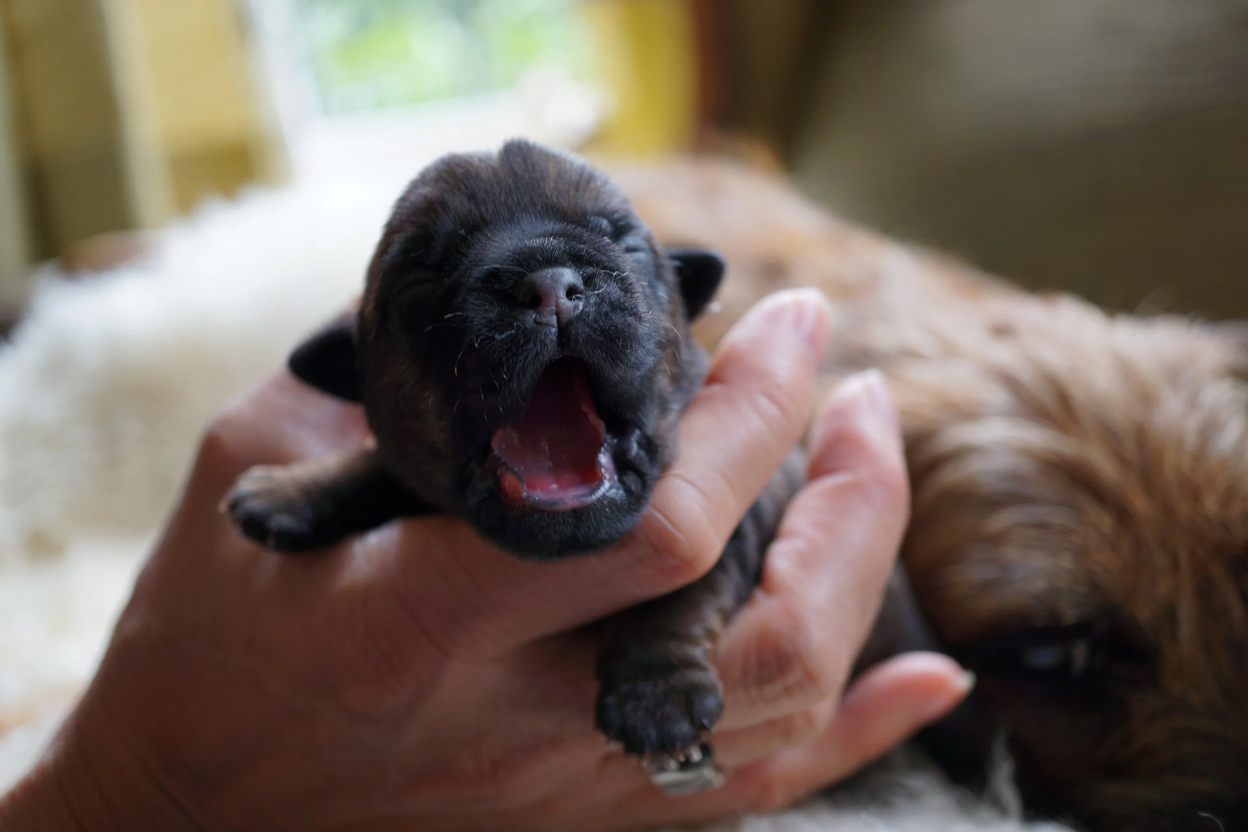 Baby Zuko