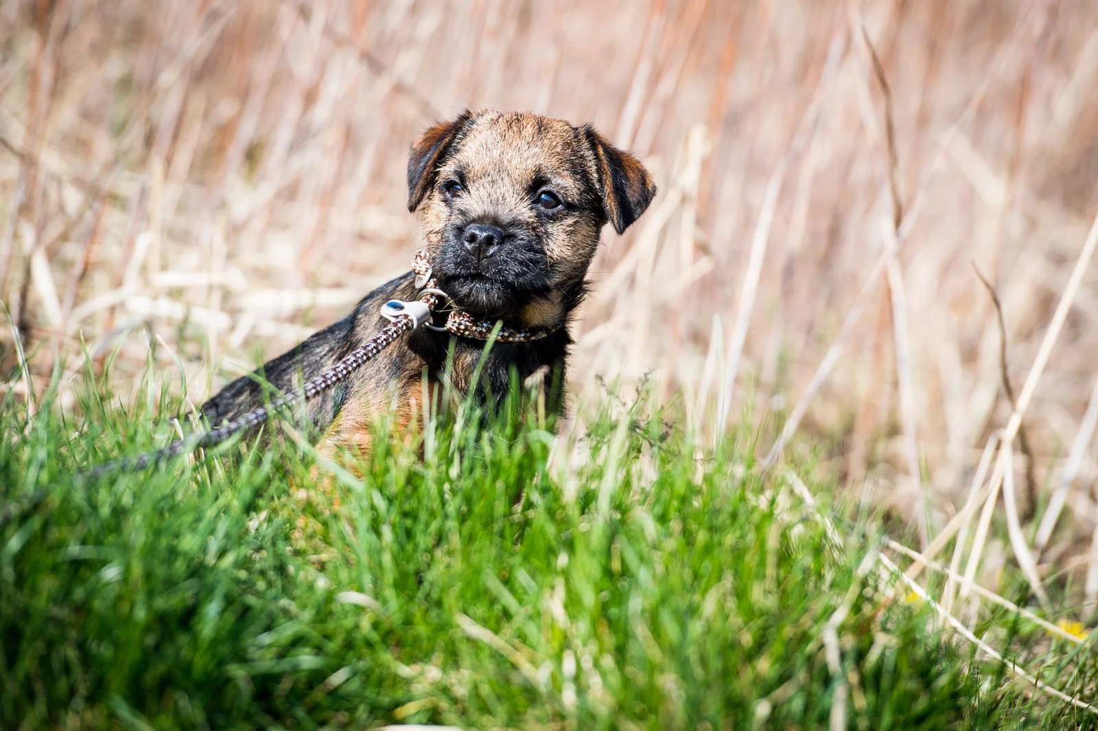 Be Pushki's Royal Red Pomme 