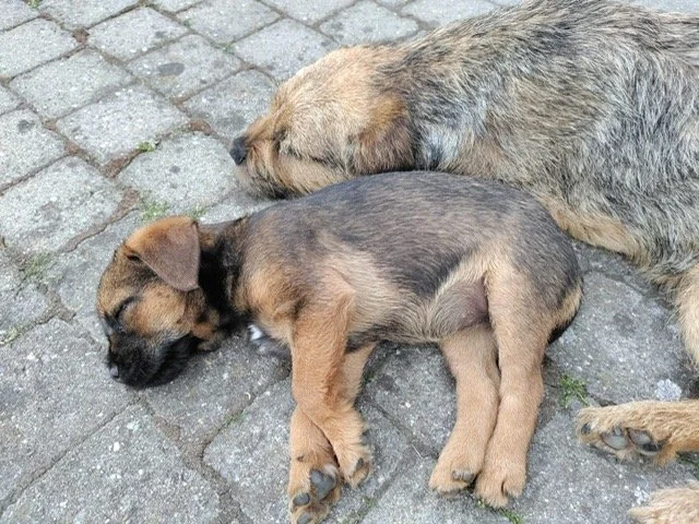 Puppy Poppy bij nonkel Radja