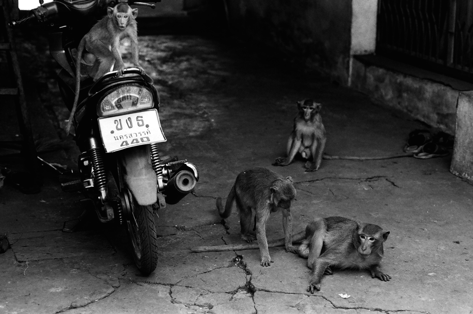 Monkeys & Motorcycle