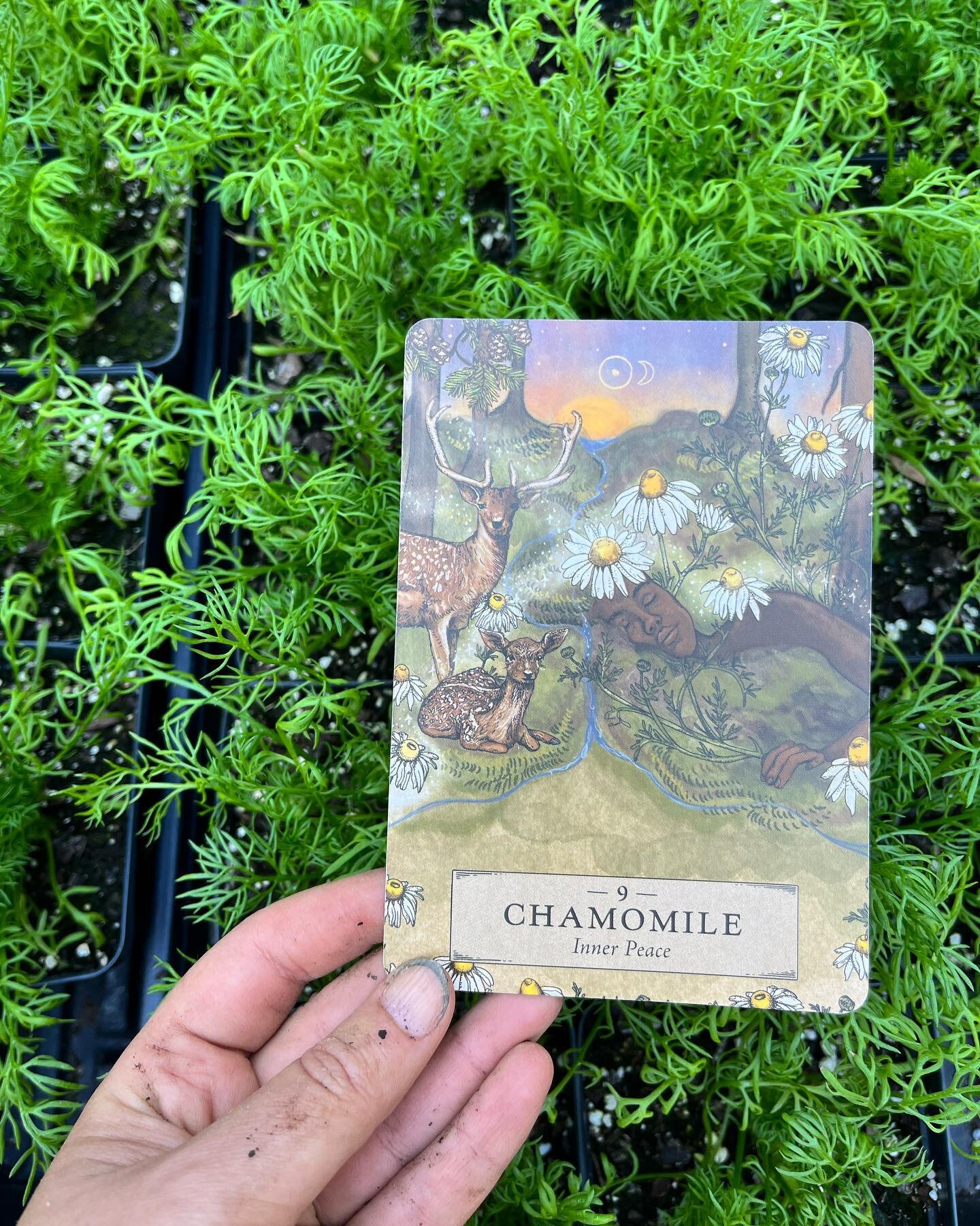 CHAMOMILE CALM. I&rsquo;ve noticed the more tapped in and attentive I am when working with the plants, the more I notice (or draw toward me?) synchronicities. As I mentioned in stories a few weeks back, on the recommendation of some other farmers,I d