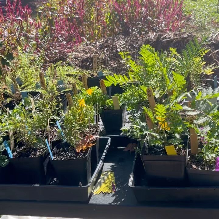 MONDAY MANIFESTING plants plants plants - today I am manifesting that all remaining plants get to go to a good happy home!! It&rsquo;s still the right time to put plants in the ground, I promise. Even better - all plants are on sale when you enter th
