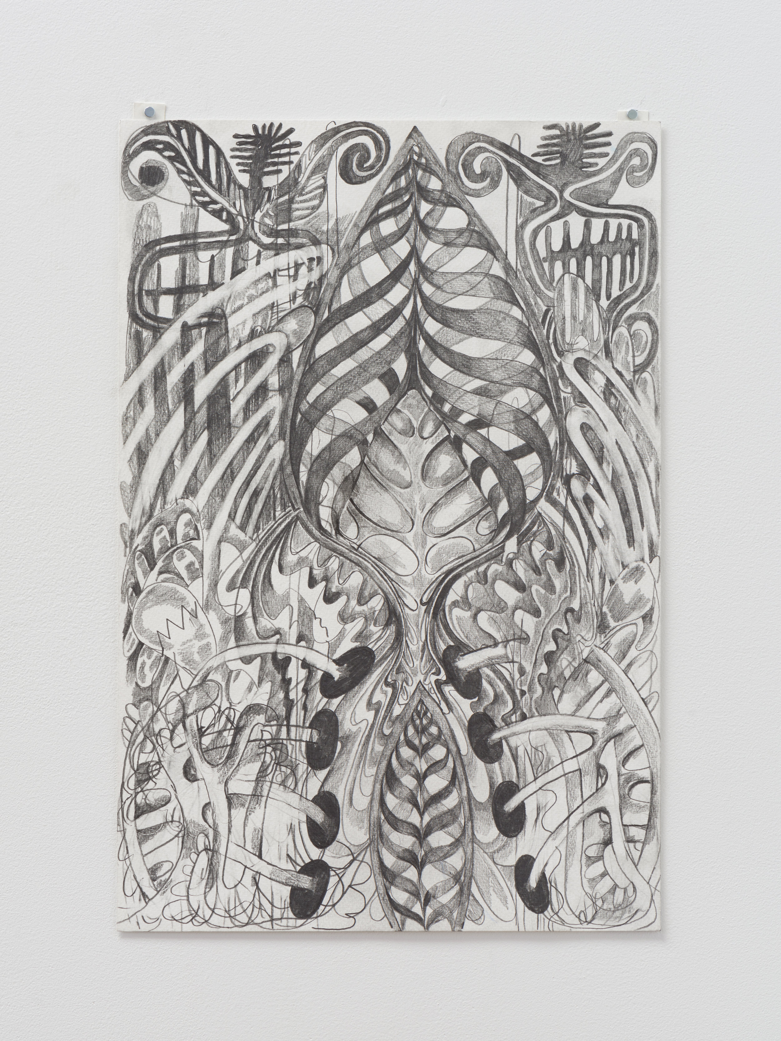   Daniel Ingroff    Spare Ribs   2017 Graphite on paper 18 x 12 inches 