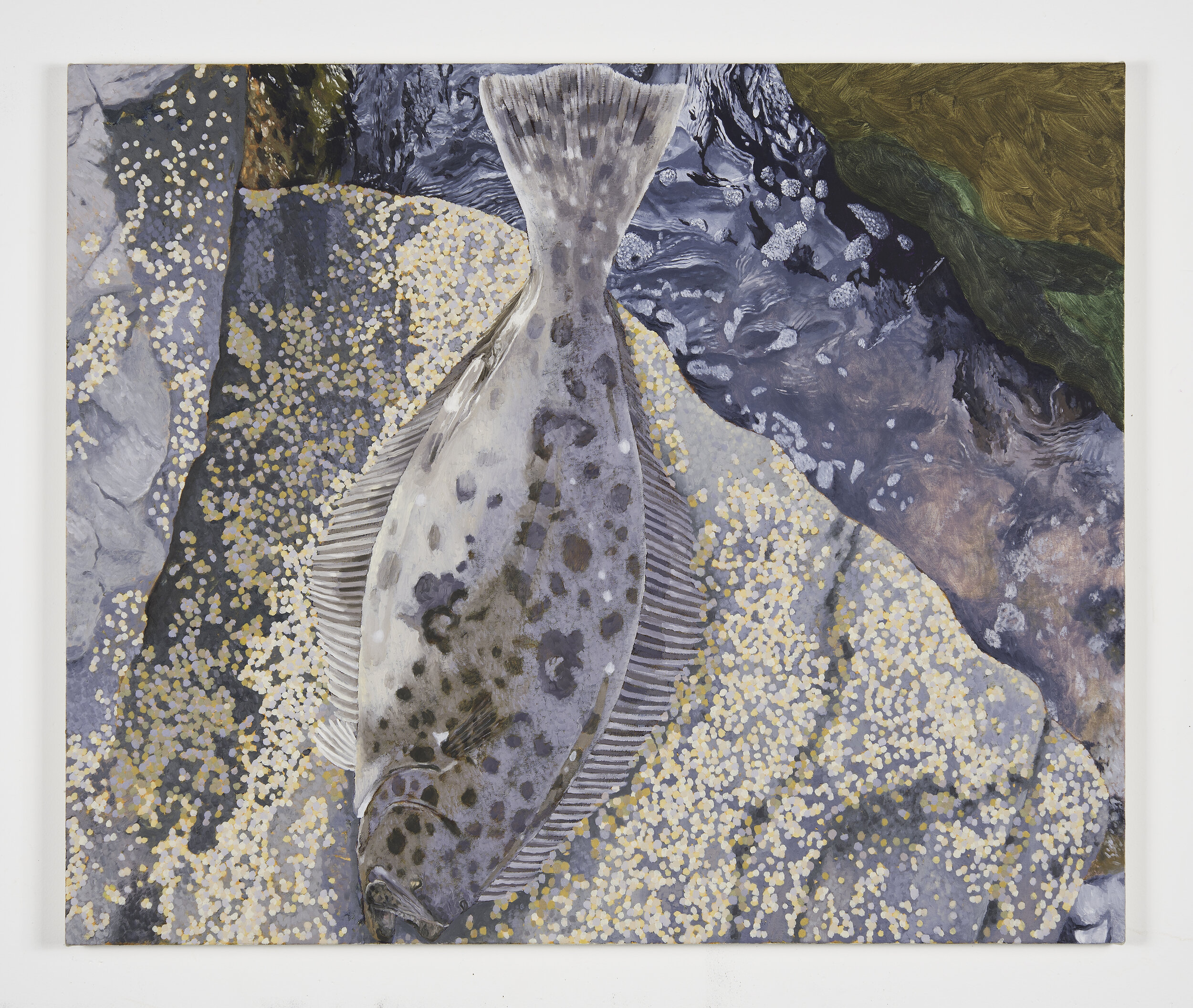   Adam Higgins   California Halibut on the rocks  2019 Oil on canvas 30 x 36 inches 