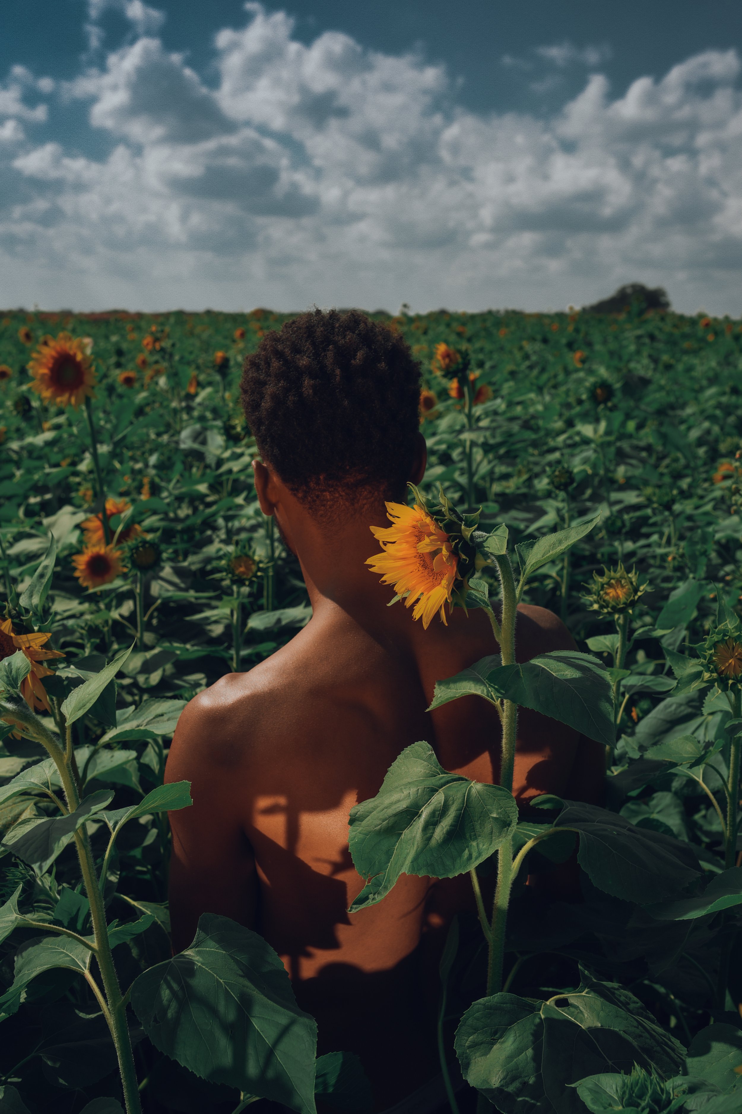 Sunflower-1.jpg