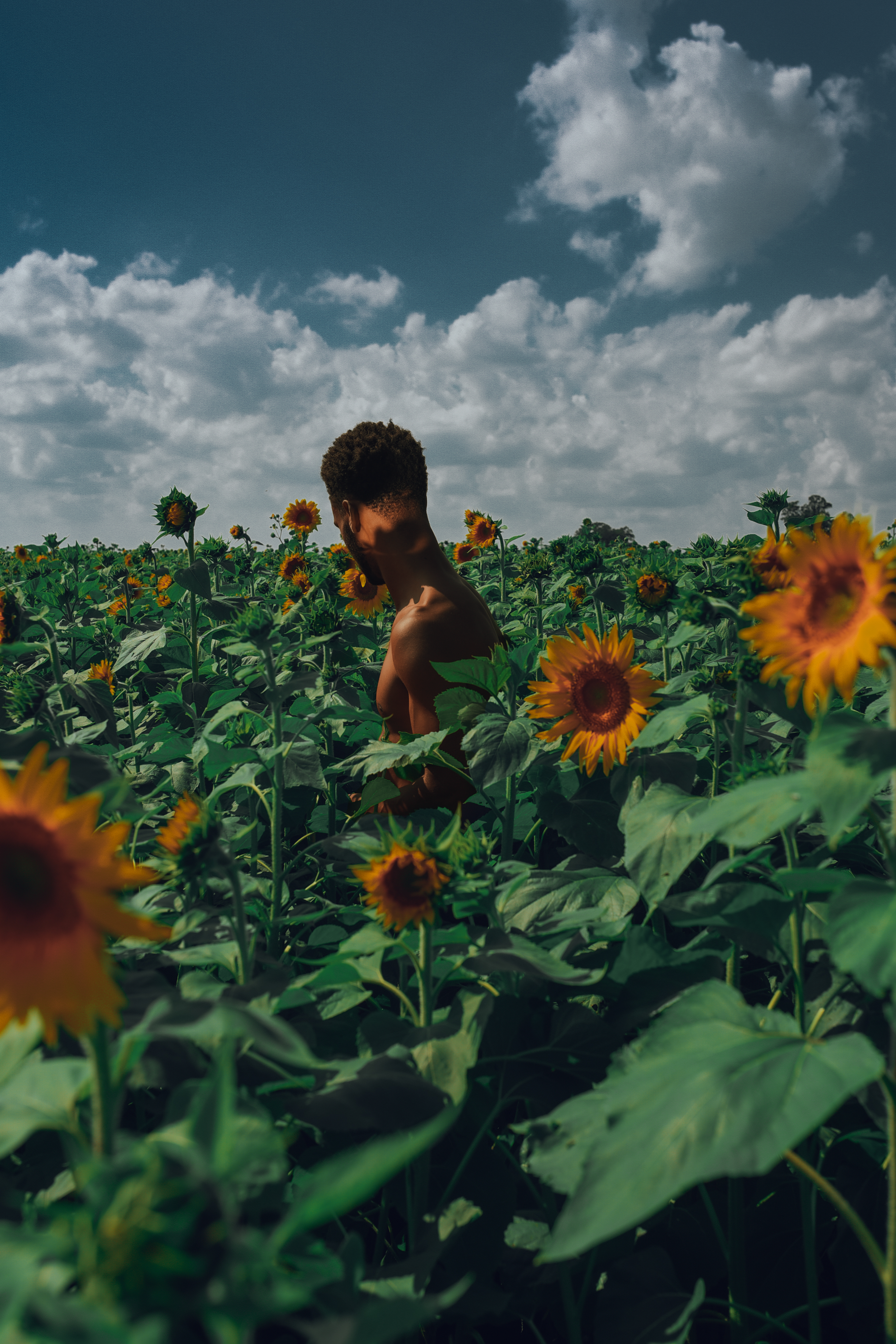 Sunflower-2 copy.png