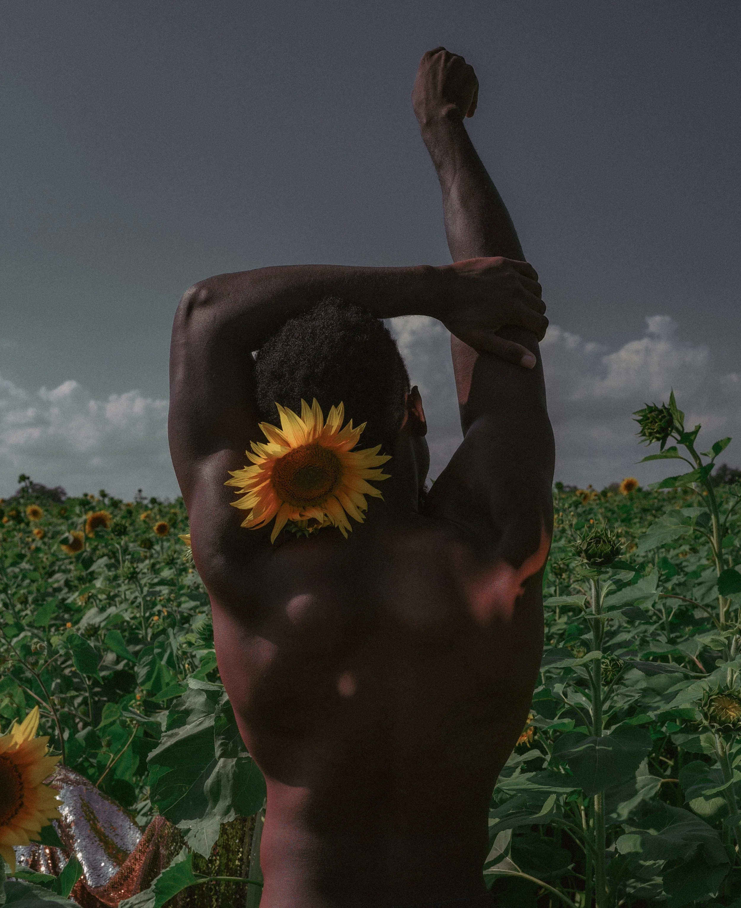 Sunflower_back-3.jpg