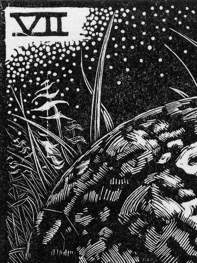 07_Turtle_WebCrop.jpg