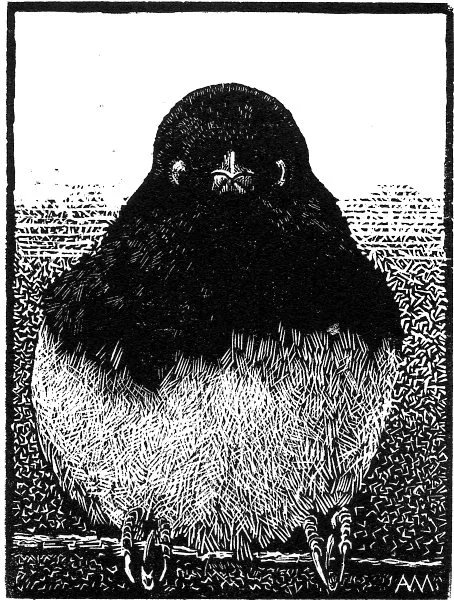 Junco_150dpi.jpg