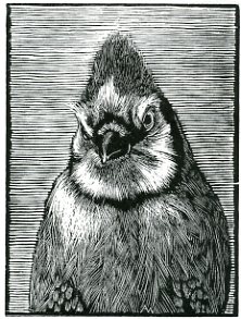 Bluejay - 4x3 inches, ed. of 40