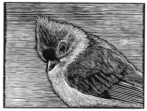 Titmouse - 3x4 inches, ed. of 40