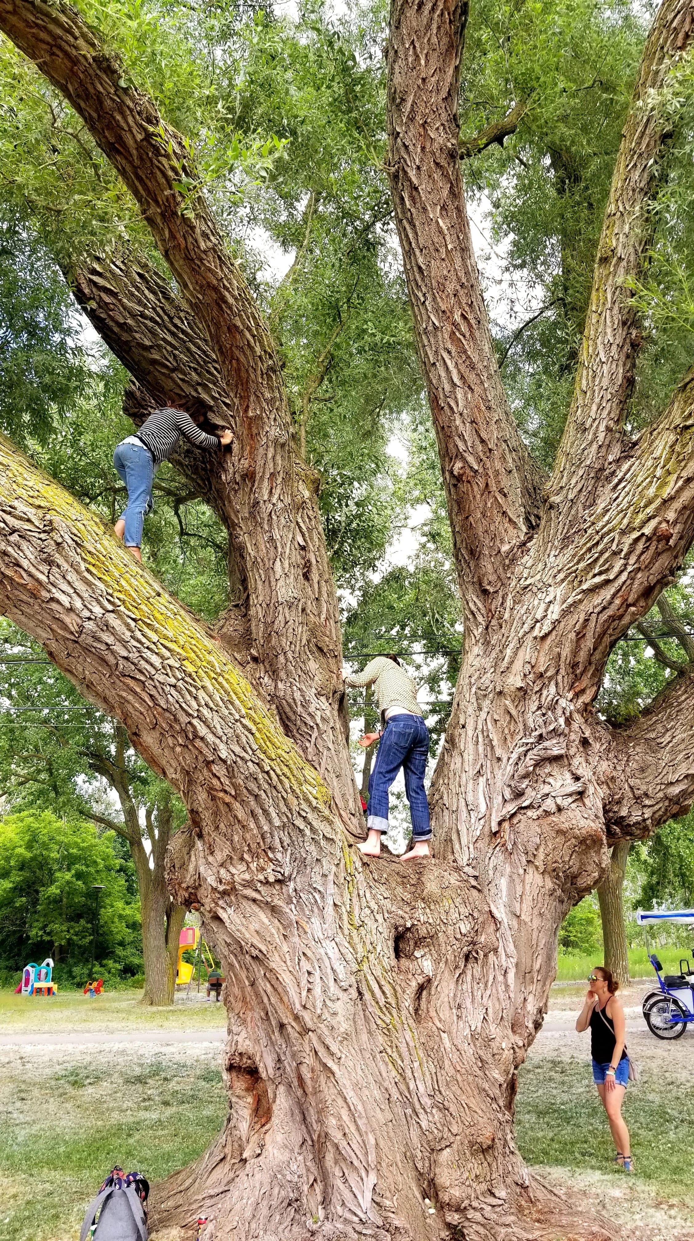 tree fun.jpg