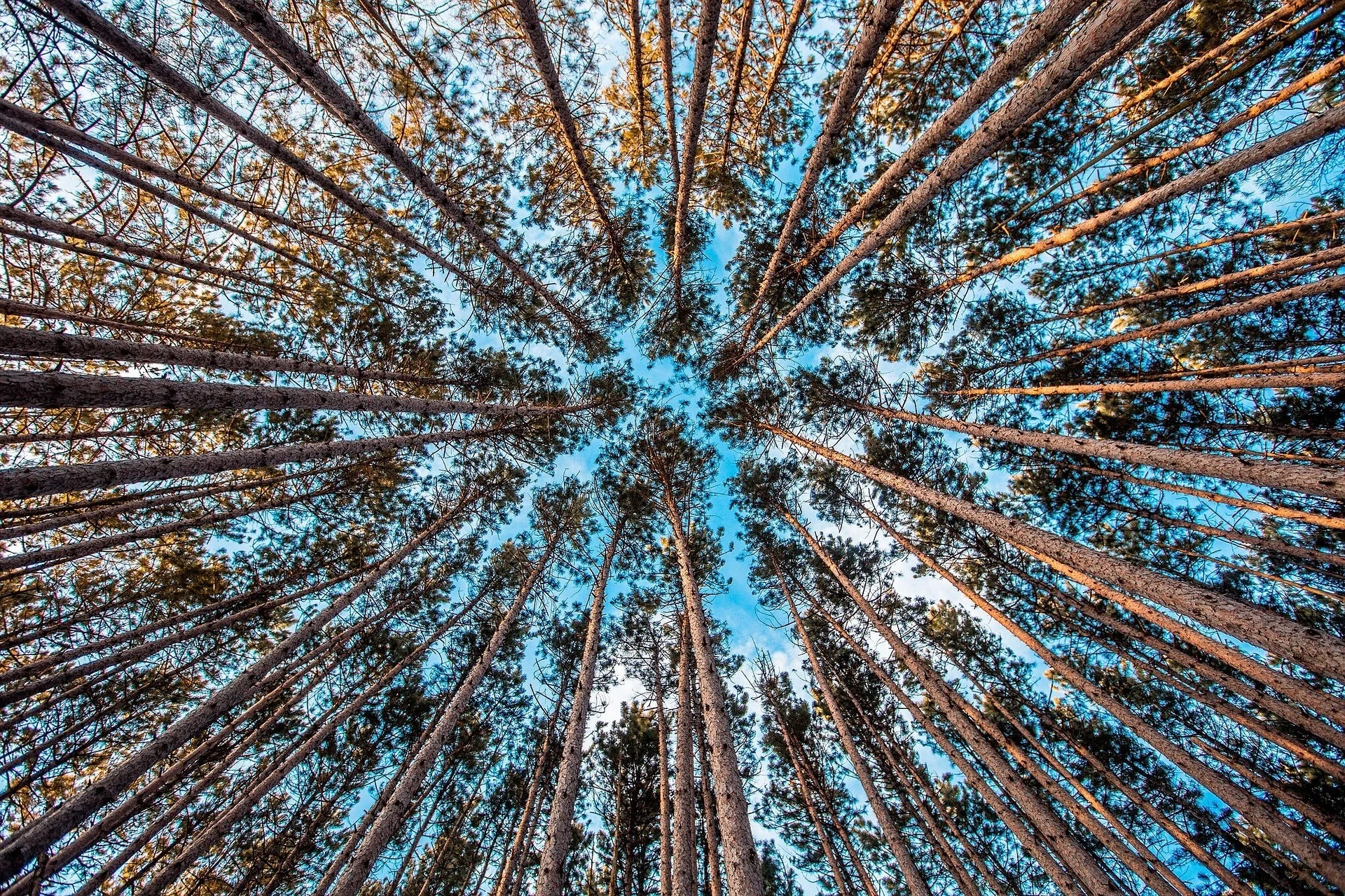 forest.jpg