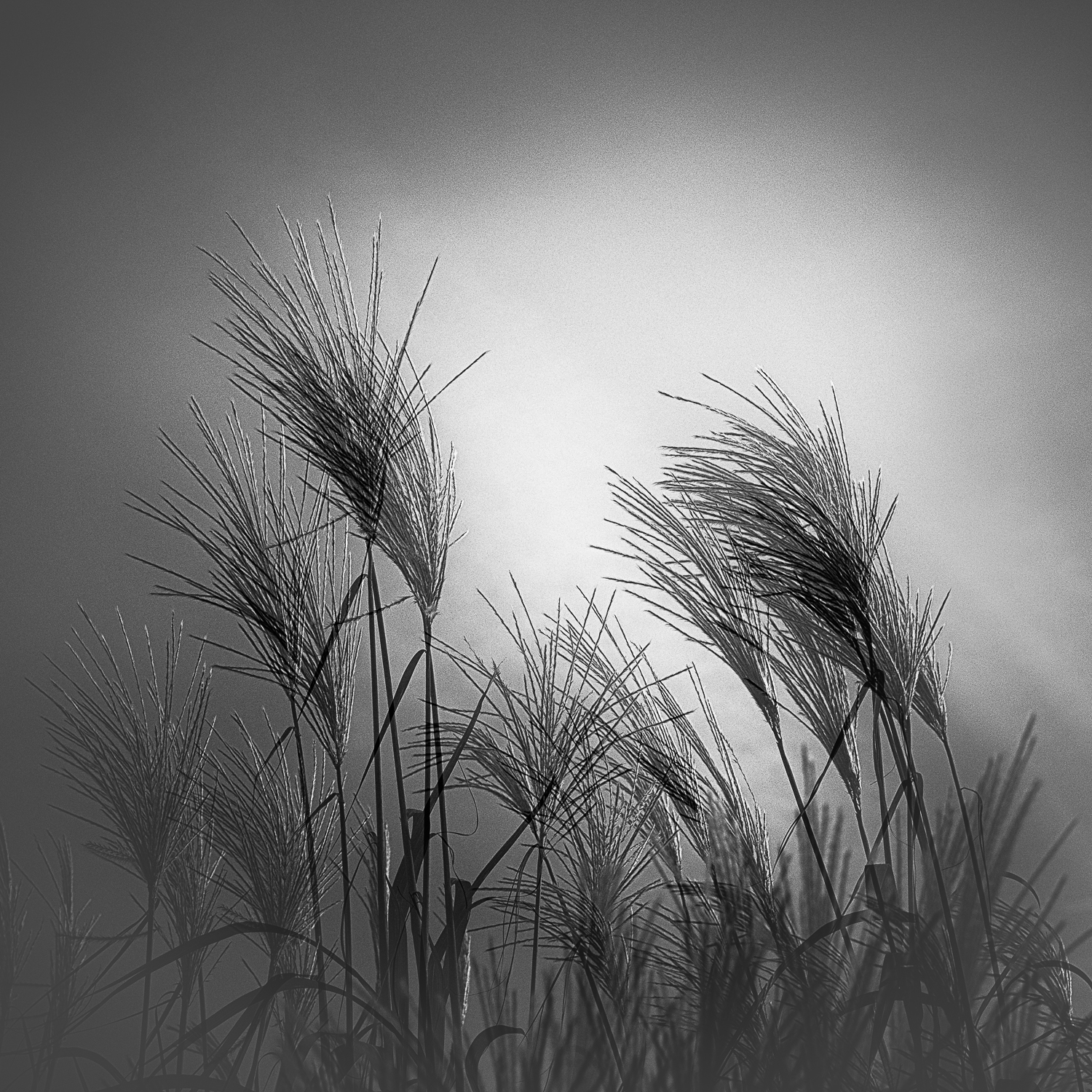 Graceful Grasses