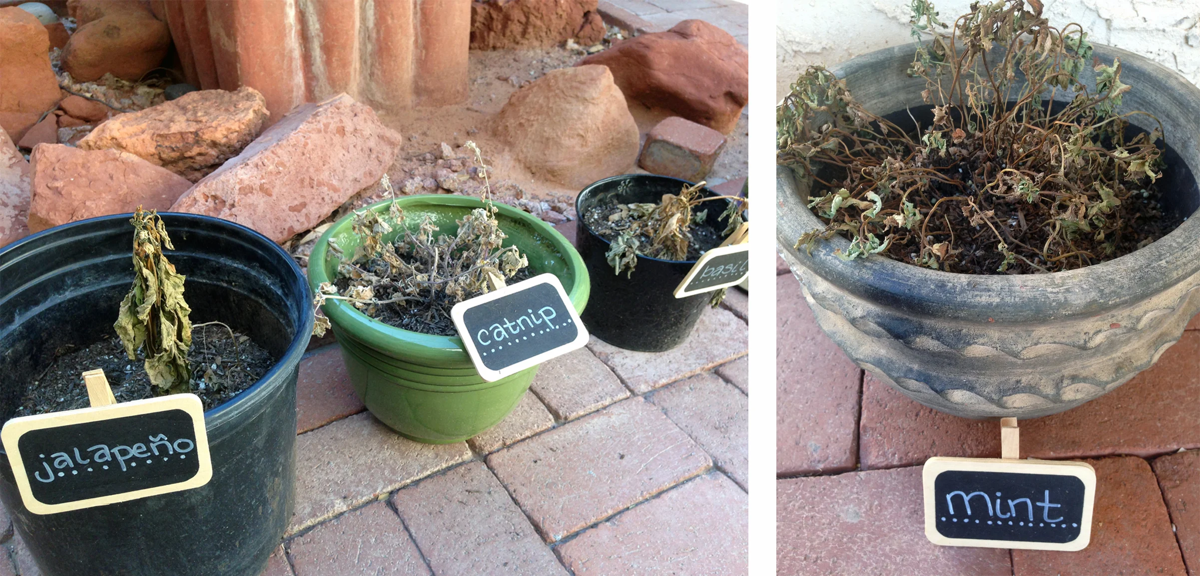 deadplants