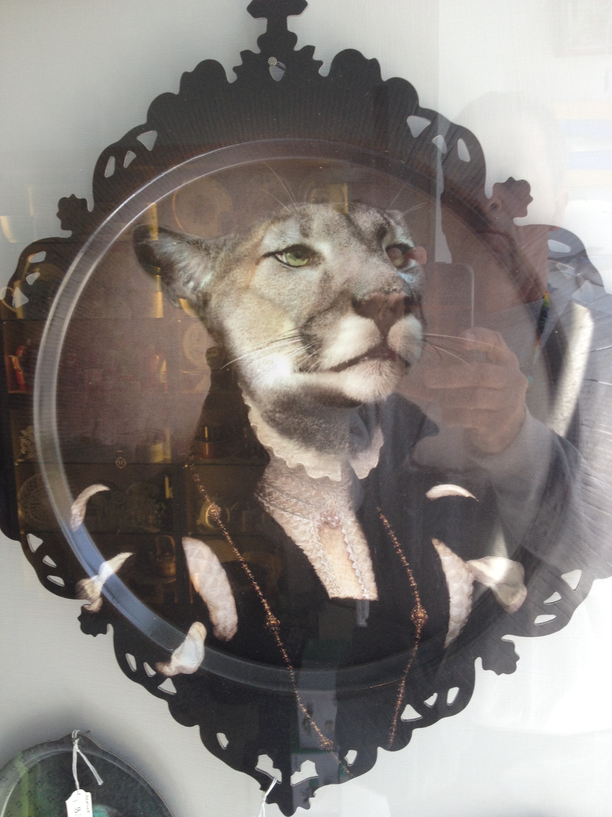 The Catessa Darwina (our Darwin's Great-Great-GrandMum)