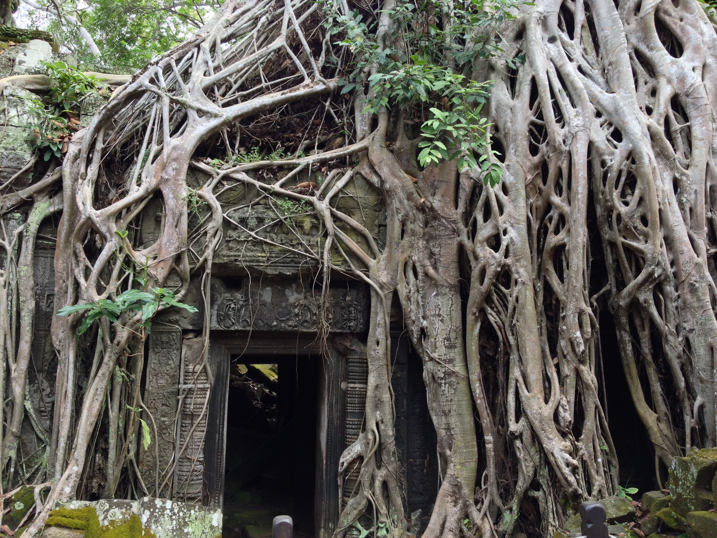 Ta Prohm Temple, also known as the Jungle Temple.