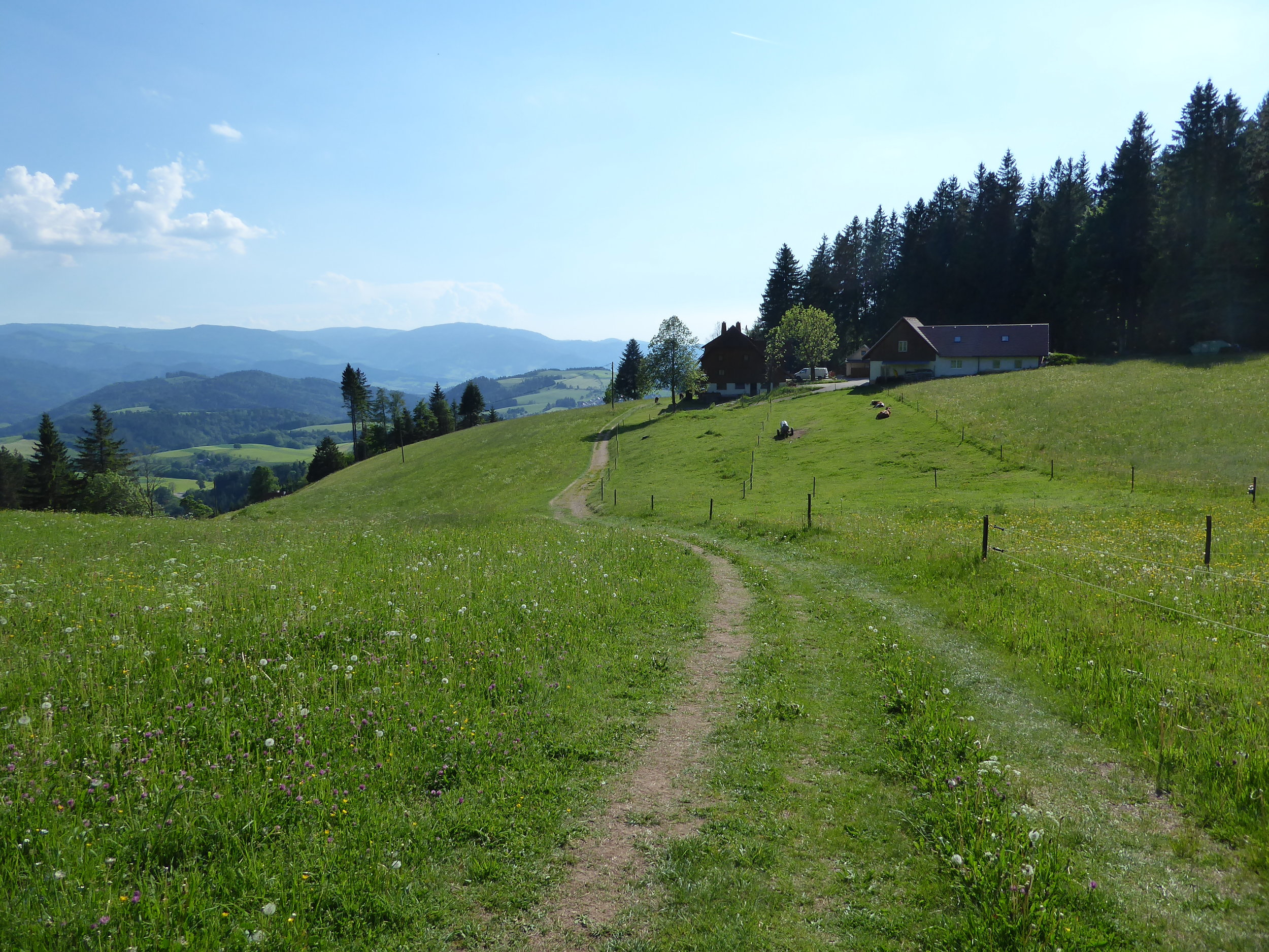 Walking out of the woods and heading for town.