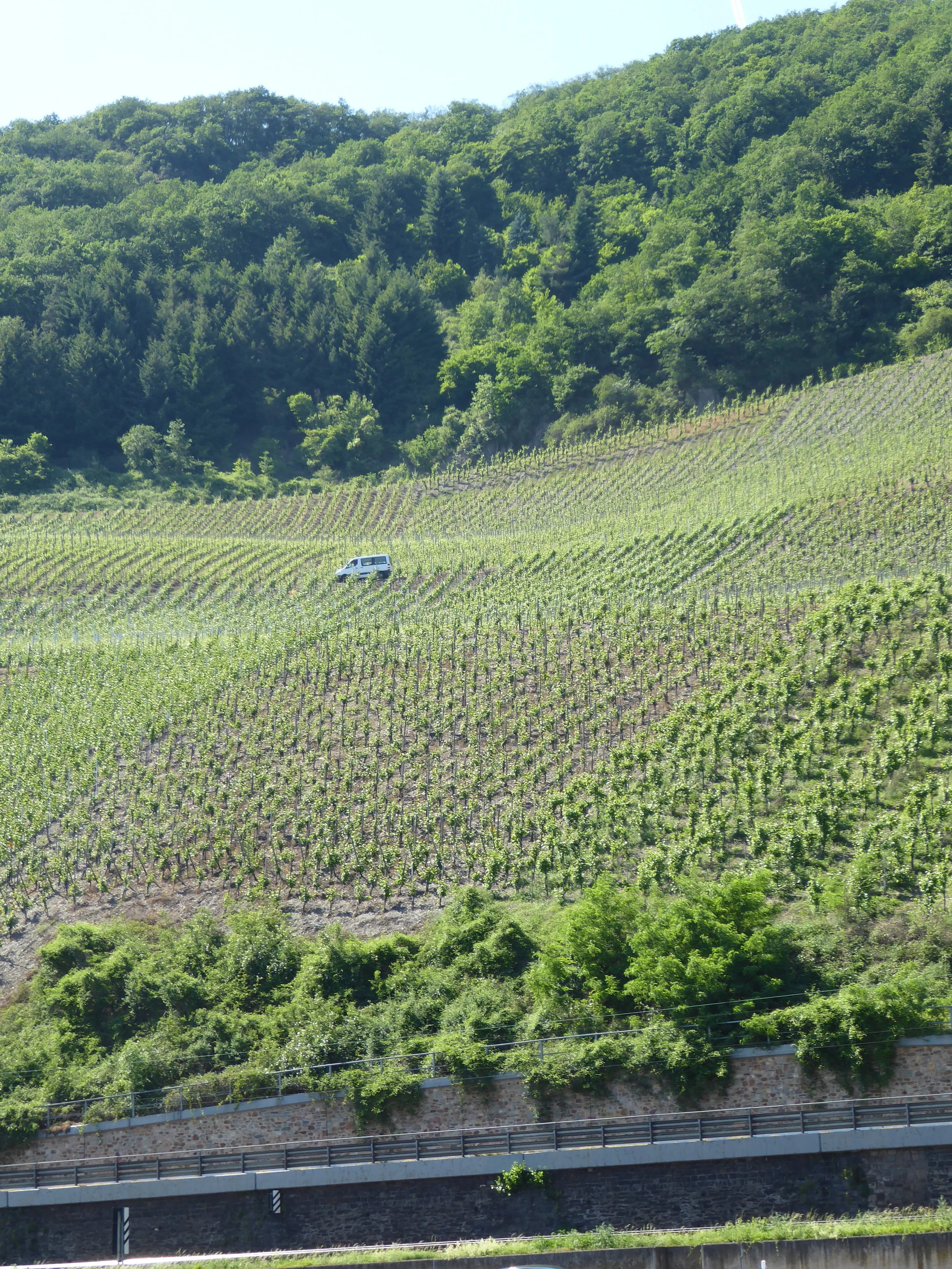Very steep cultivation of wine. It's mostly white and you don't have to pay much for something good and dry.