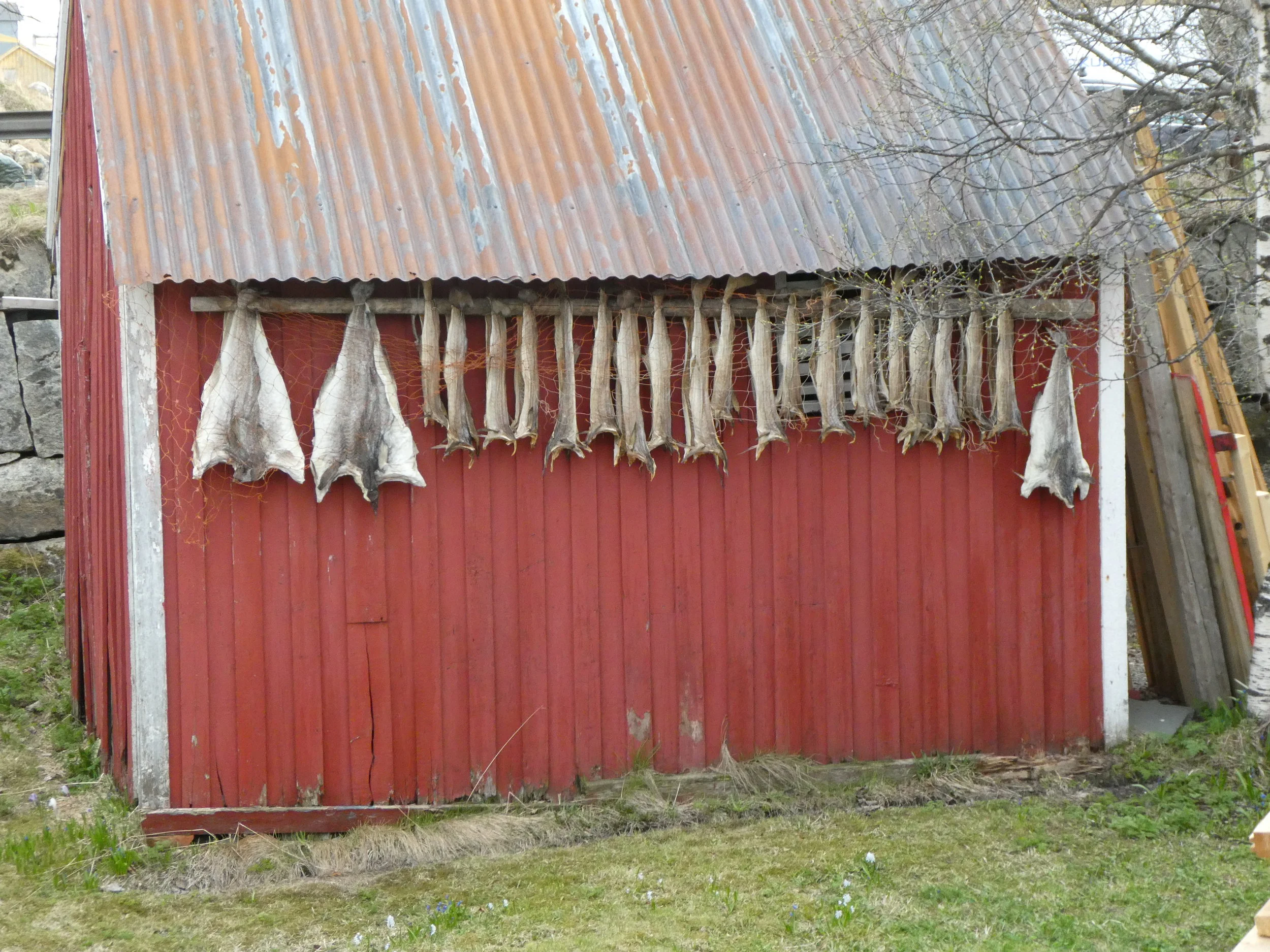 Supposedly a source of national pride, stockfish (air-dried cod) is ubiquitous throughout this part of Norway.