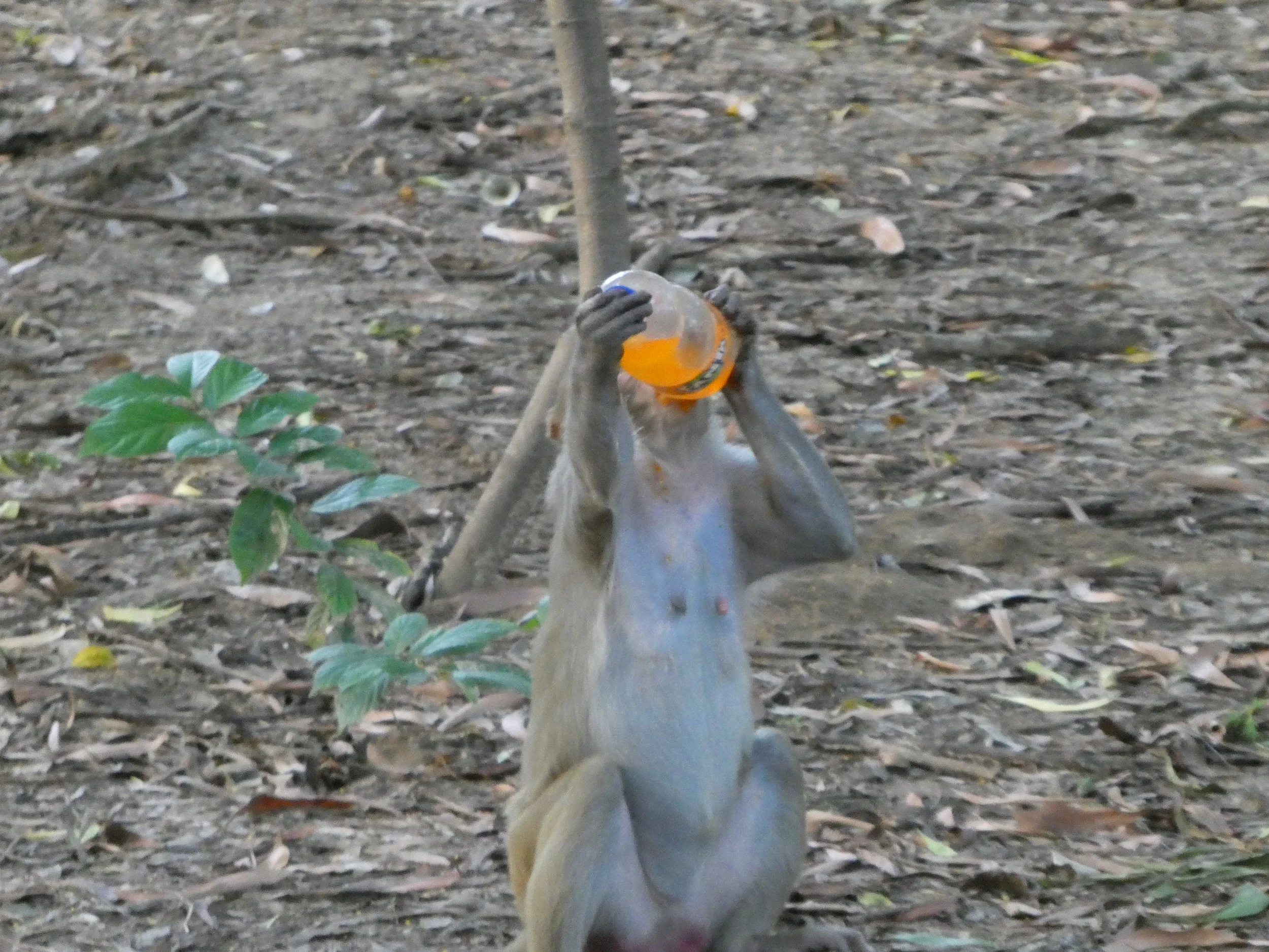 A monkey enjoys a refreshing (ill-gotten) orange Fanta.