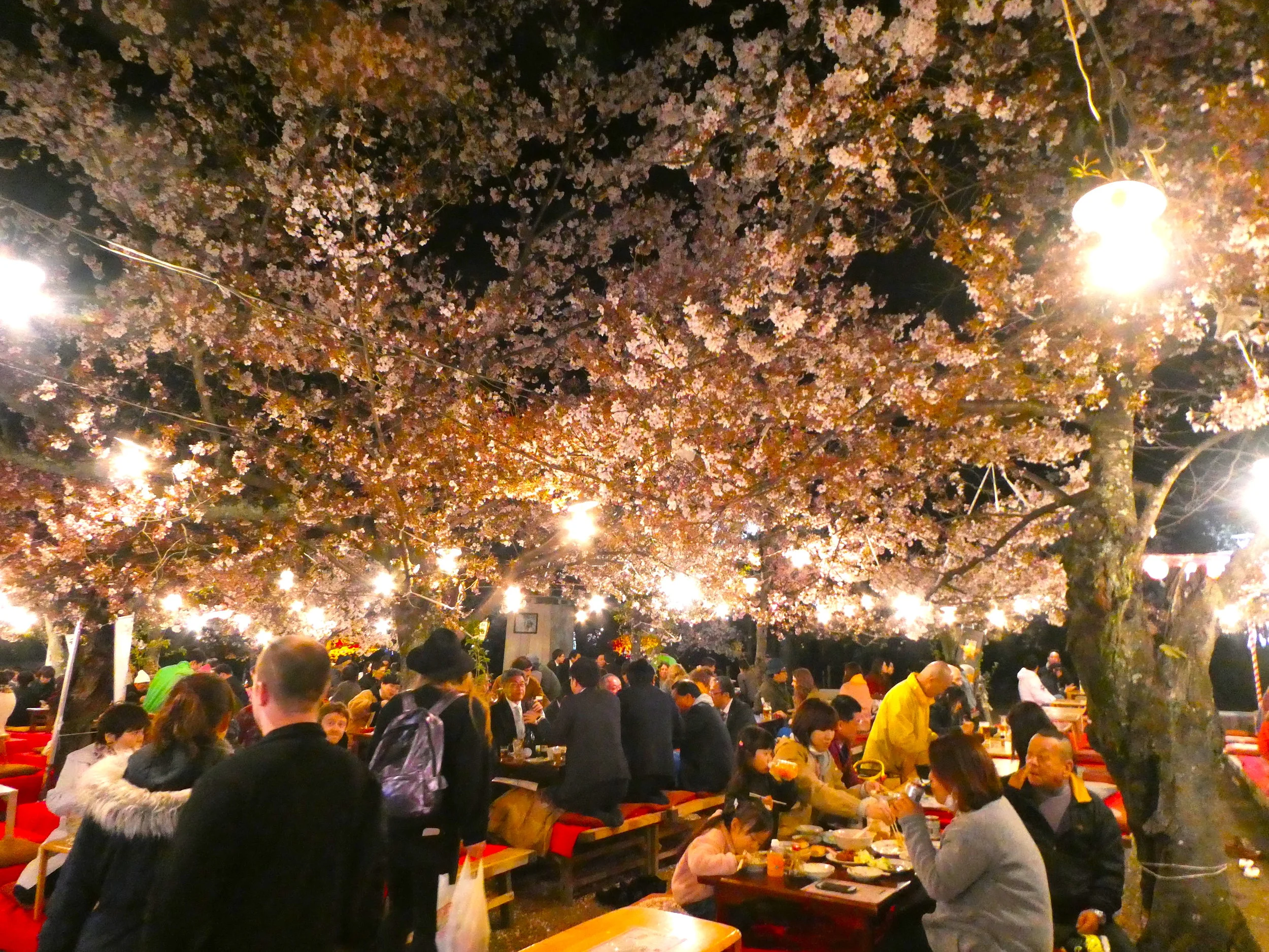 During cherry blossom time, many impromptu beer gardens spring up beneath the blossoms.
