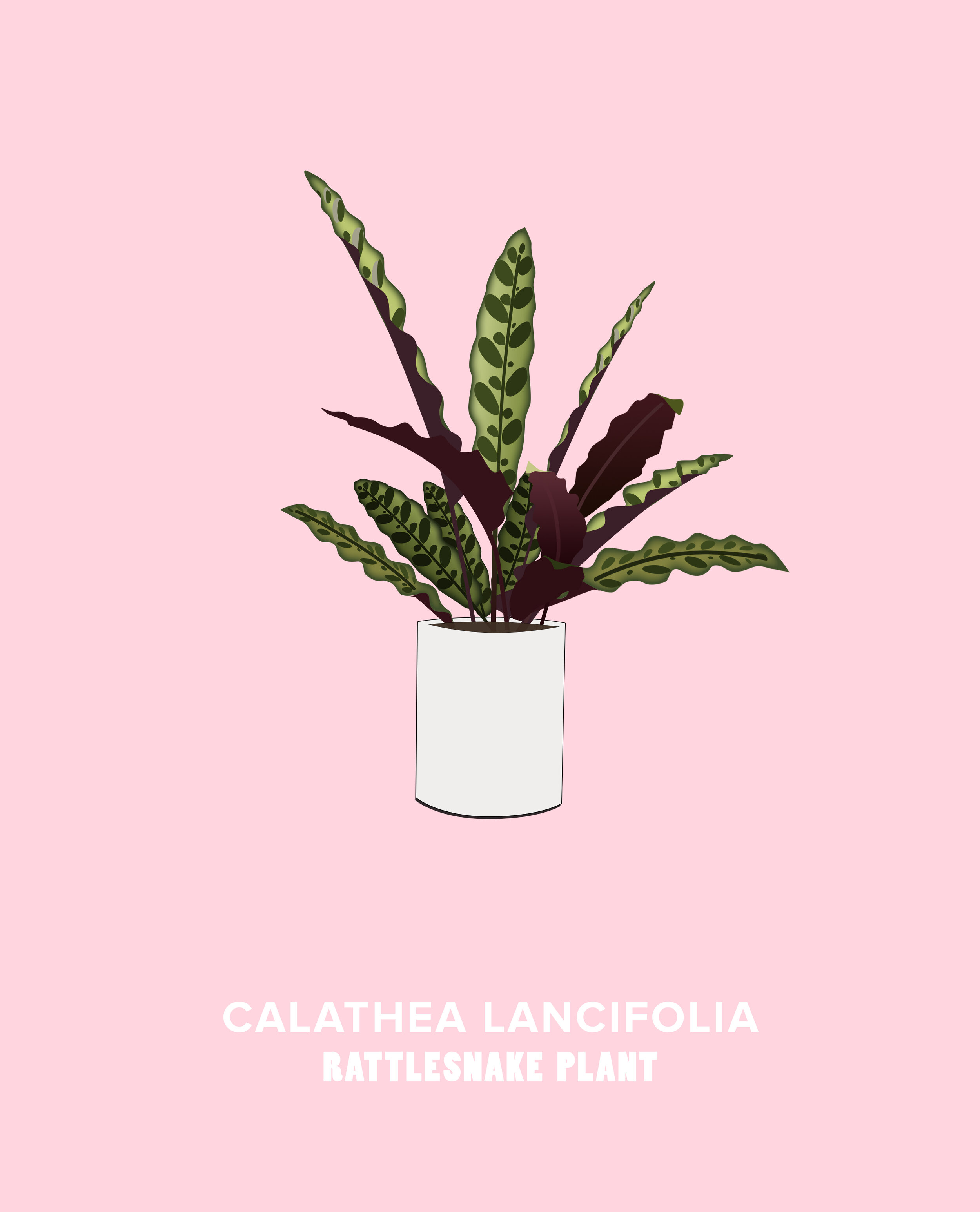 calathea.JPG