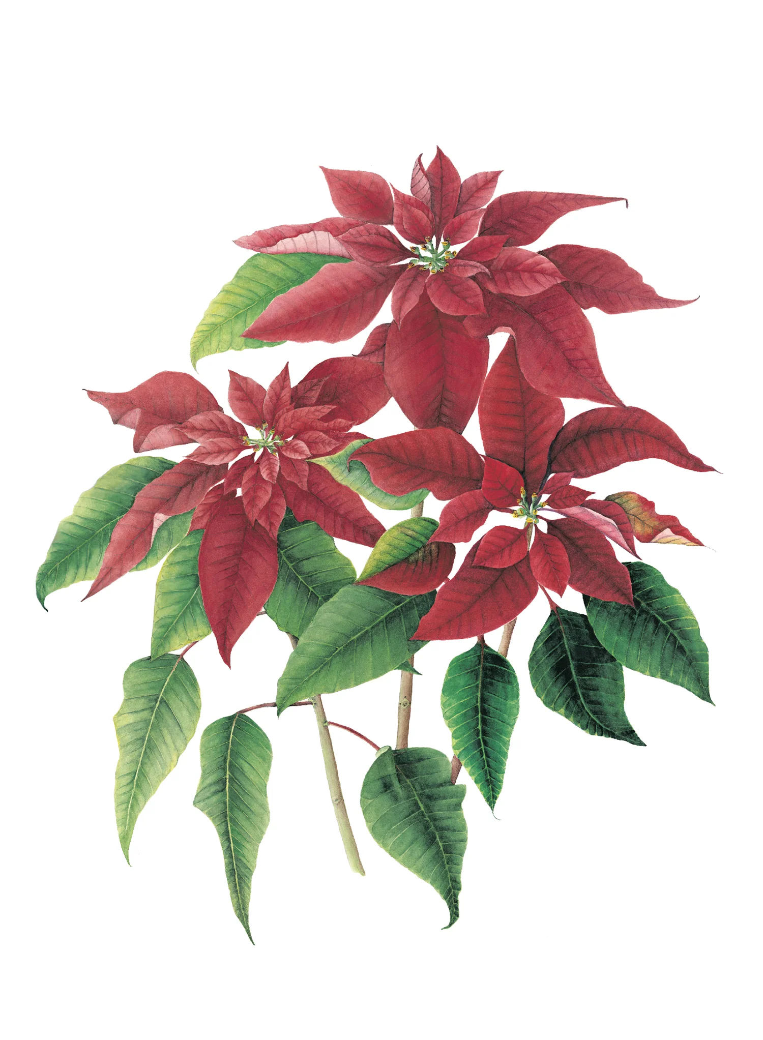 Poinsettia.jpg