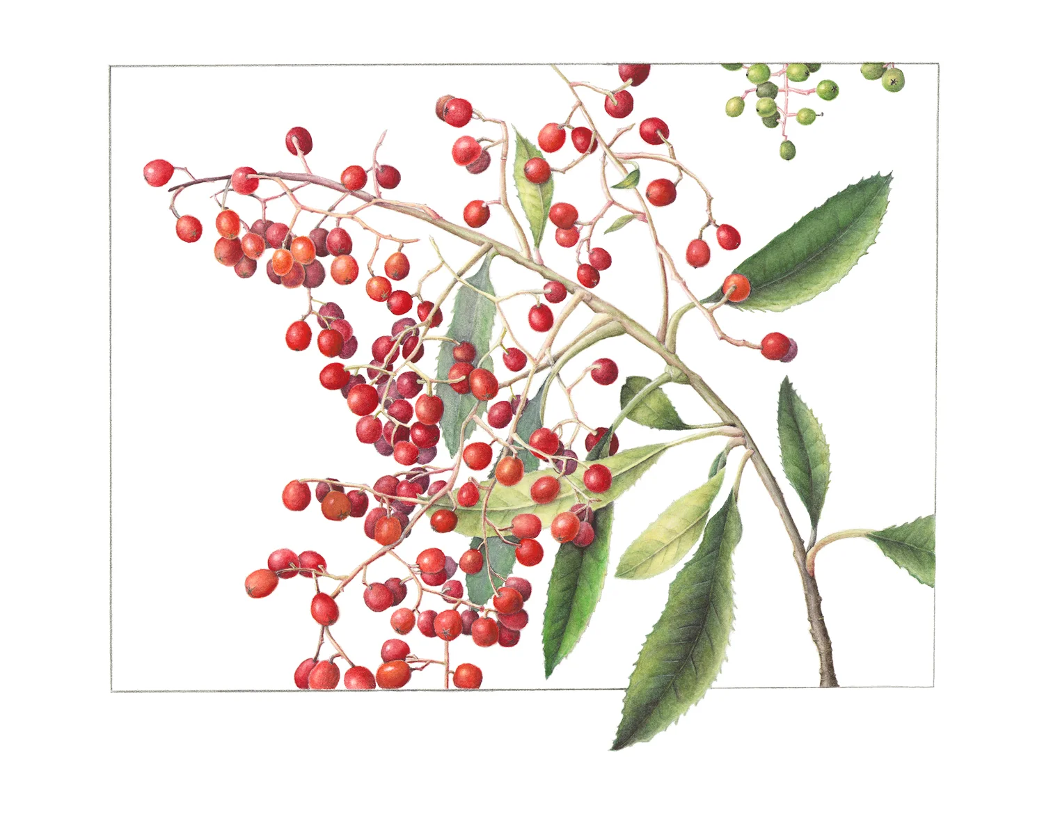 toyon-berries.jpg