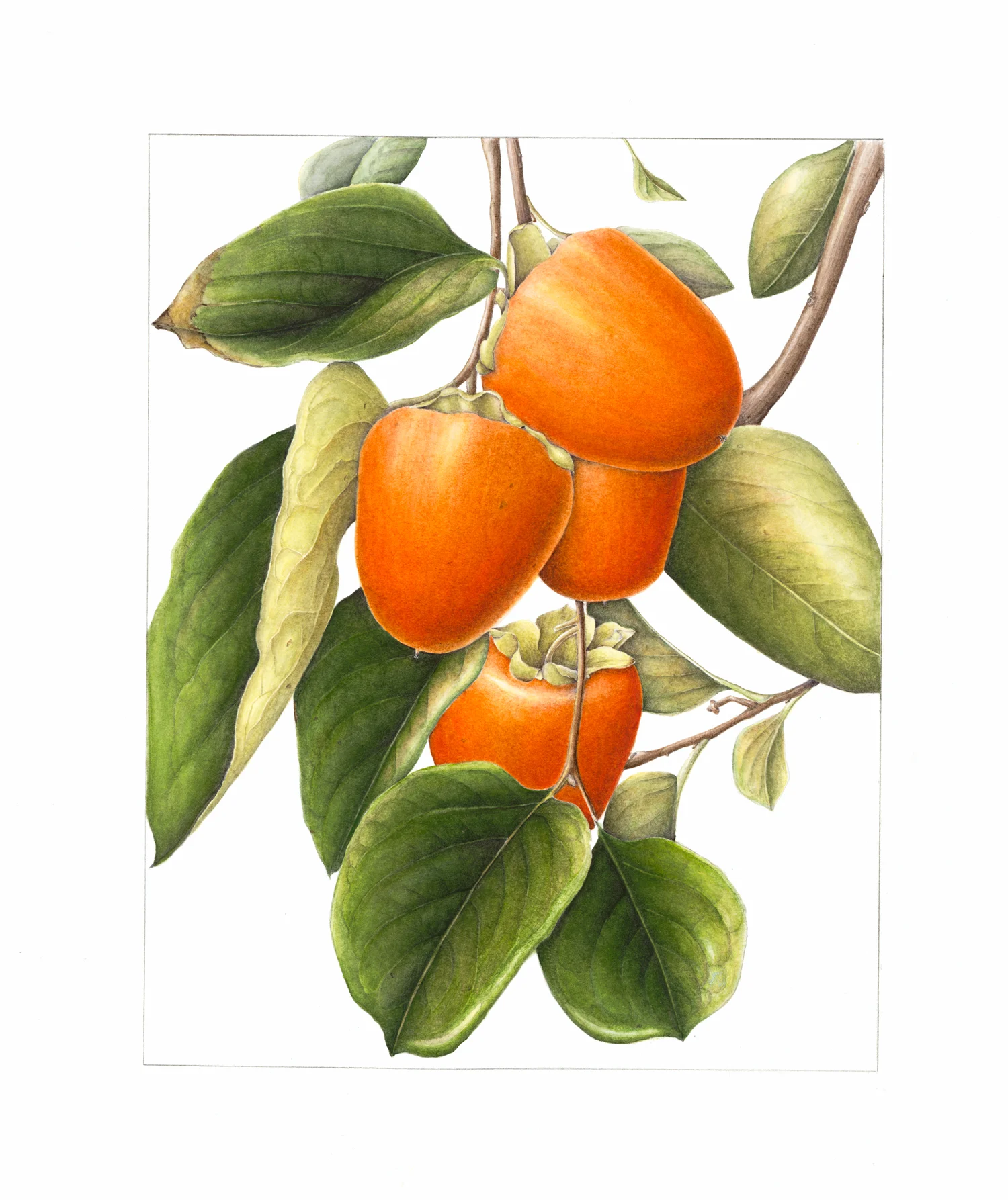 Persimmons.jpg