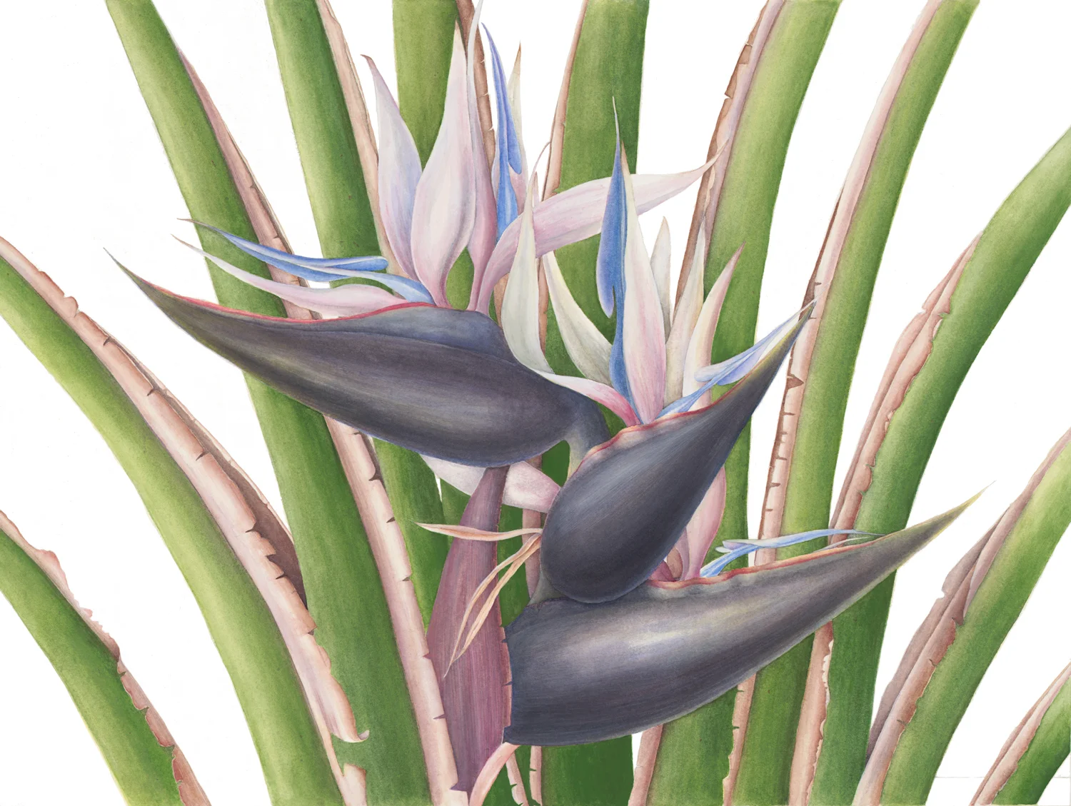 giant-bird_of_paradise.jpg