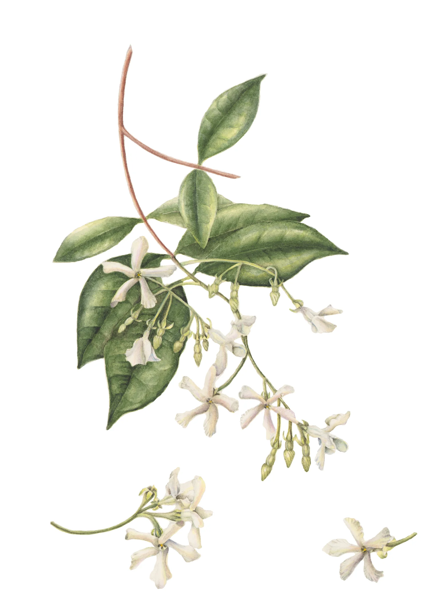 jasmine.jpg