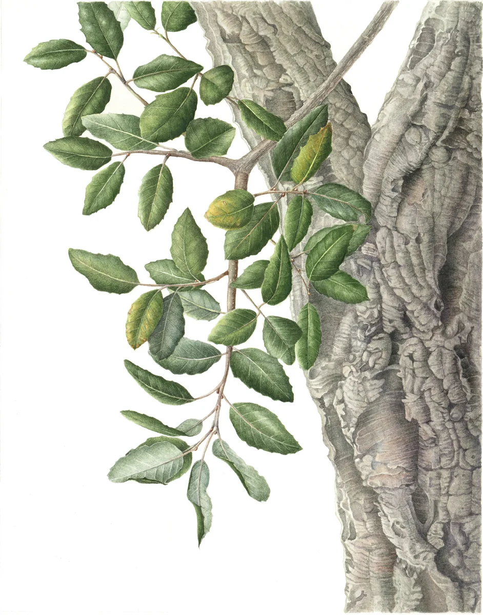 corktree.jpg