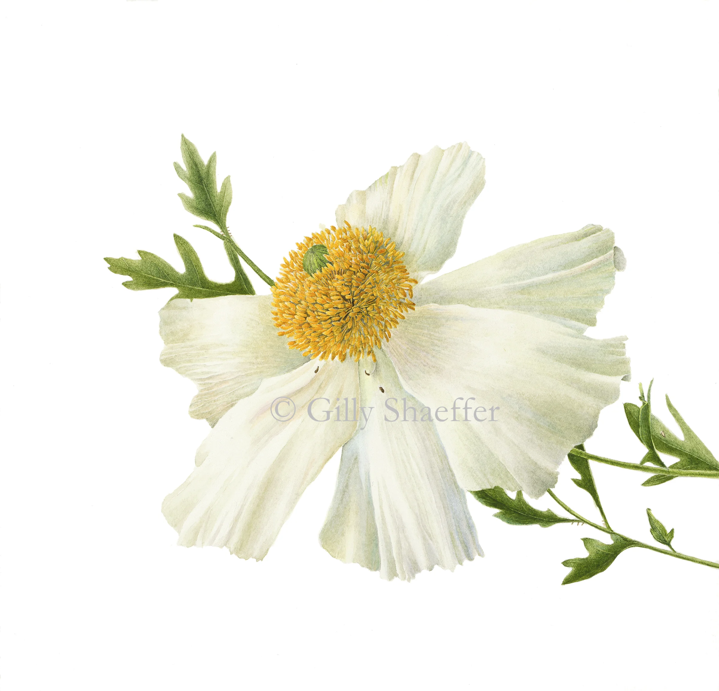 MatilijaPoppy copy.jpg
