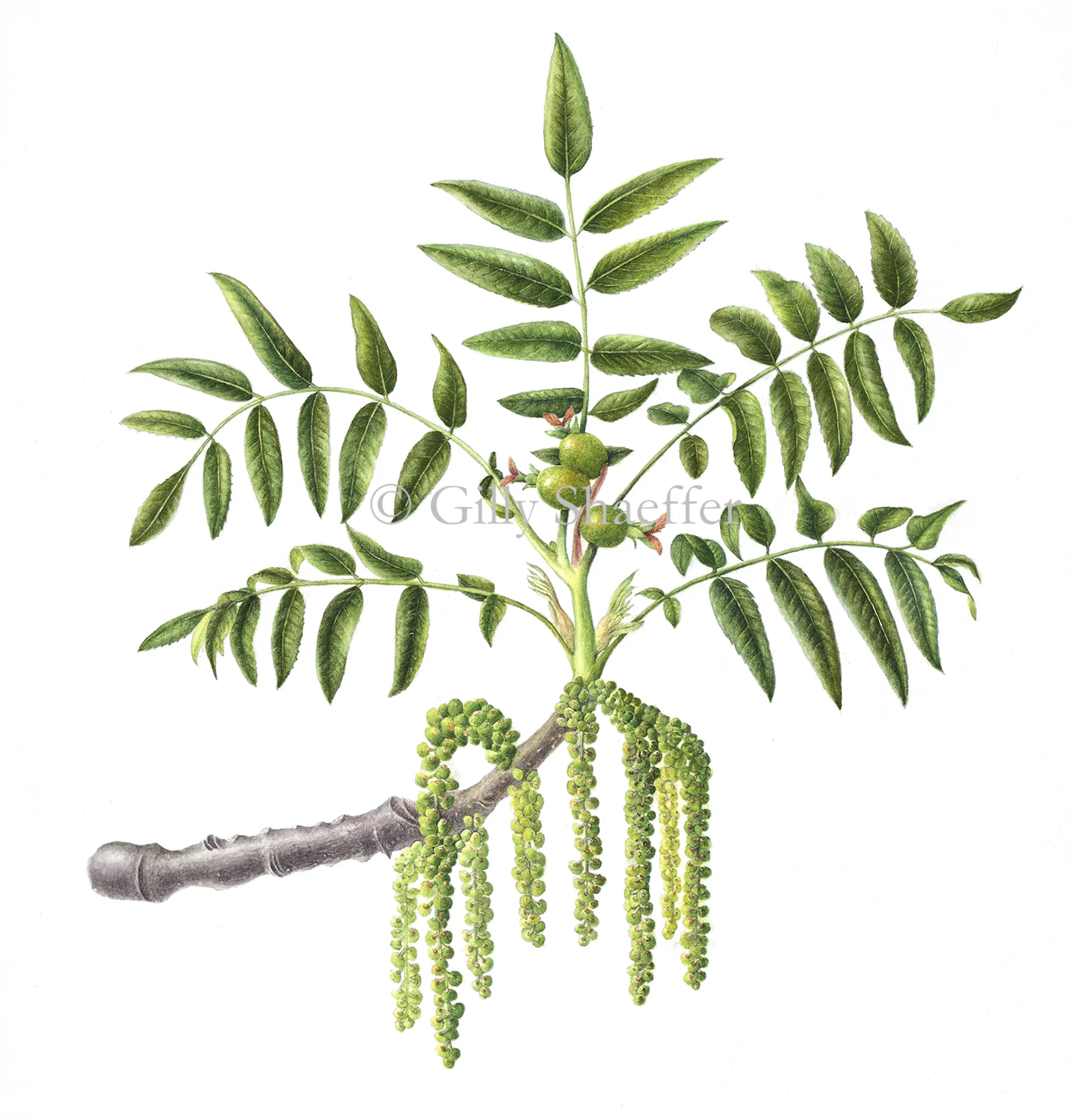 CaliforniaWalnut1 copy.jpg