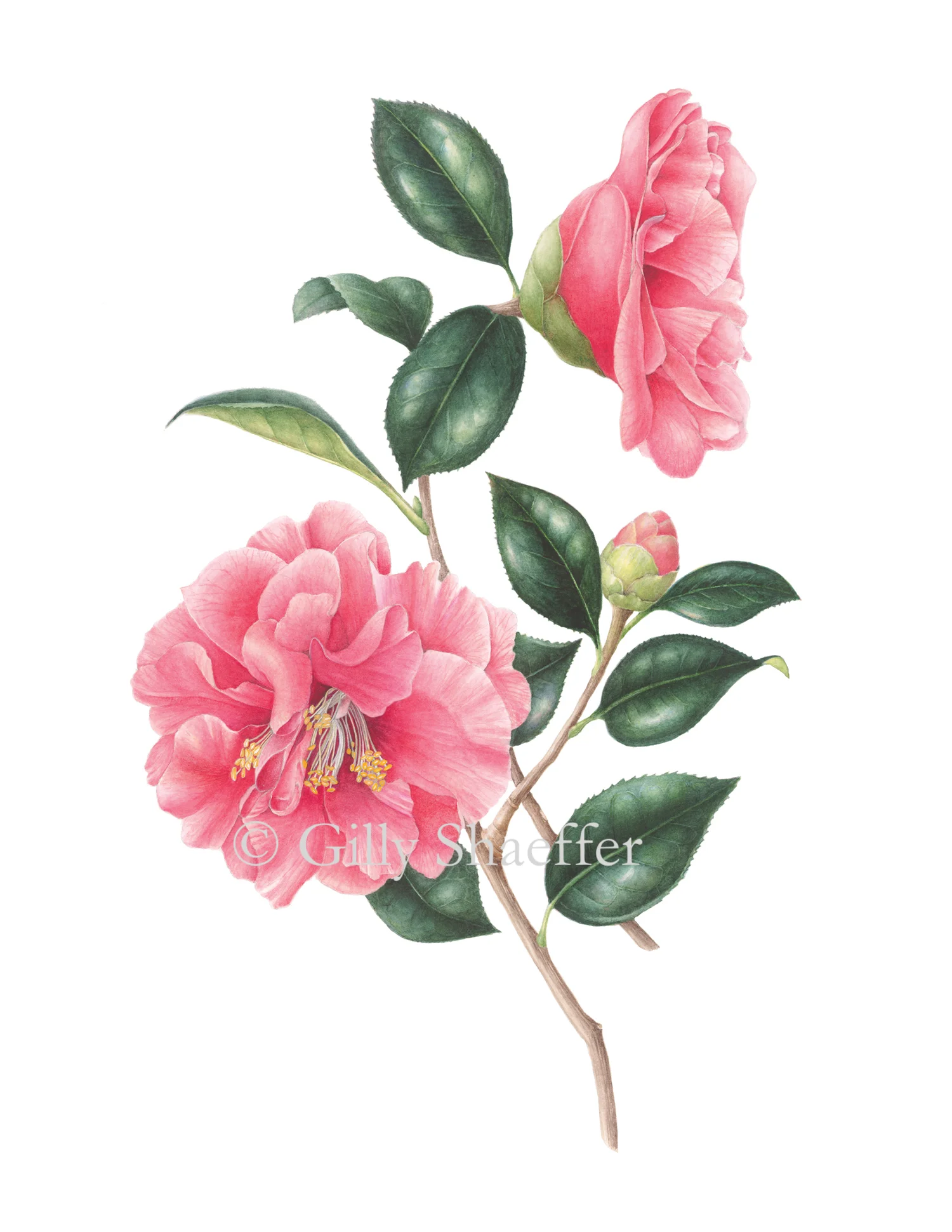 Camellia_1 copy.jpg
