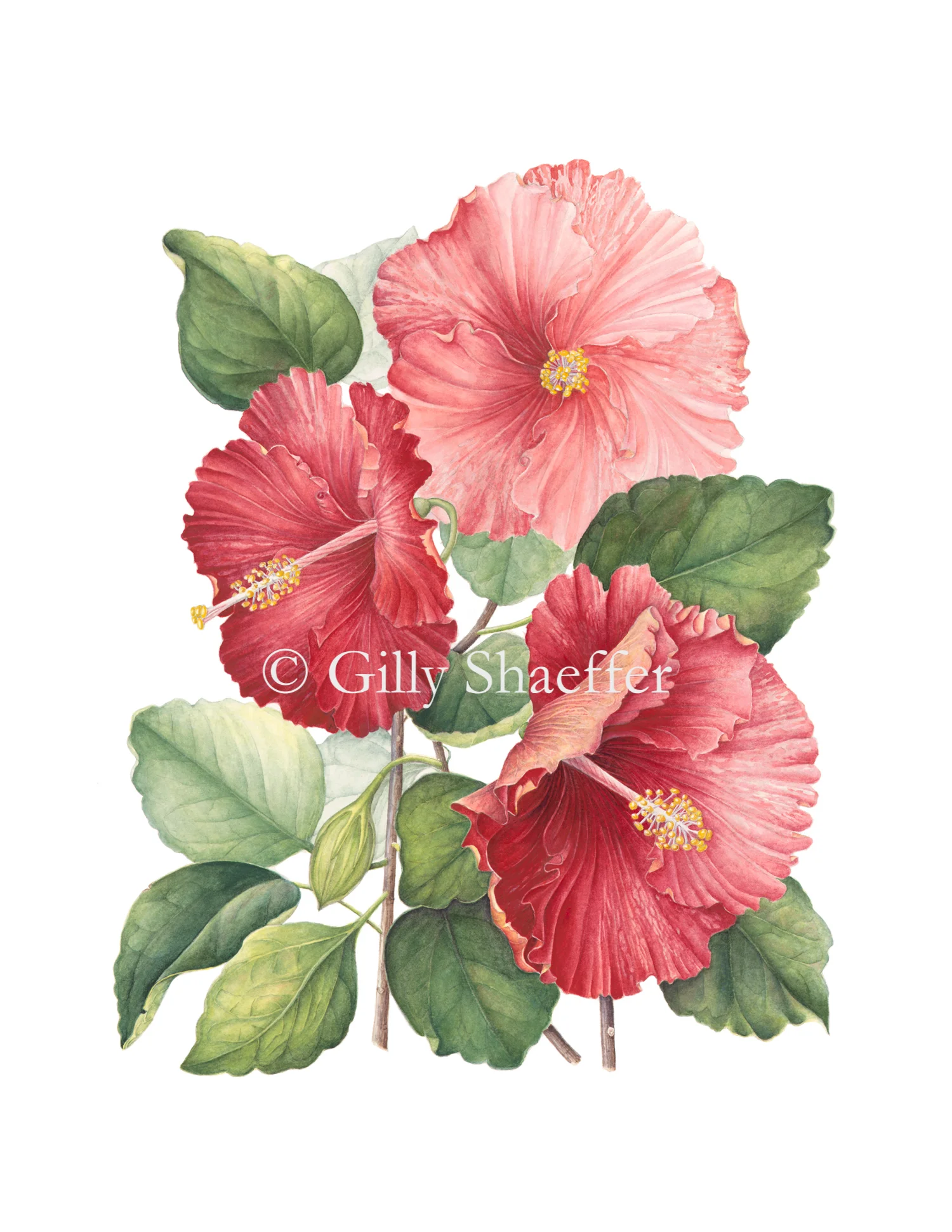 3-hibiscus copy.jpg
