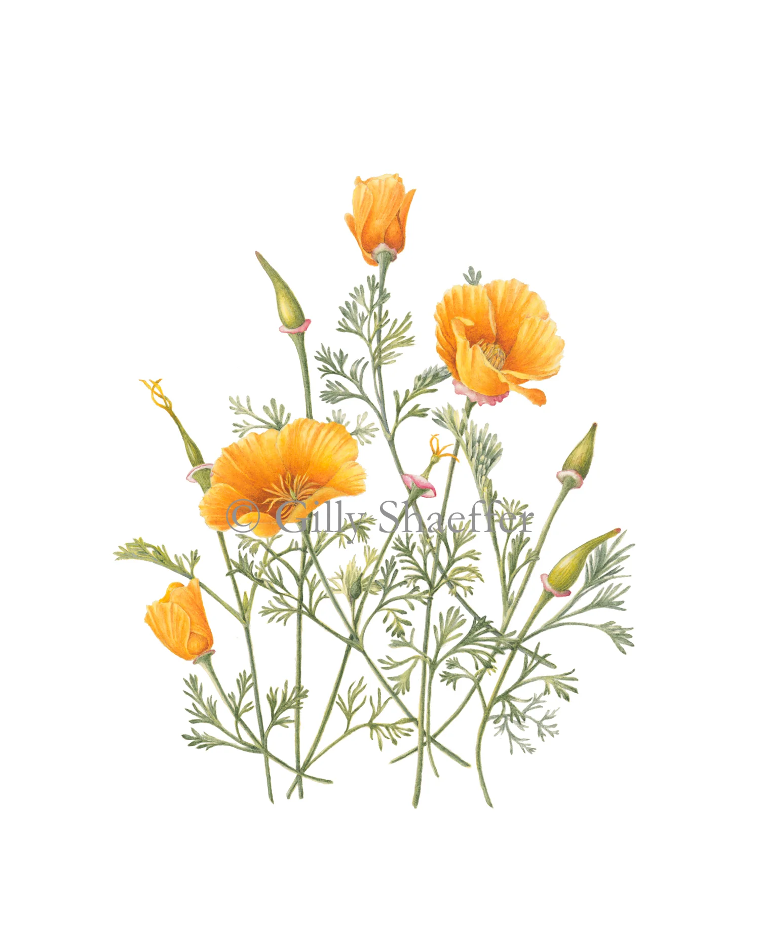 california-poppy-2 copy.jpg