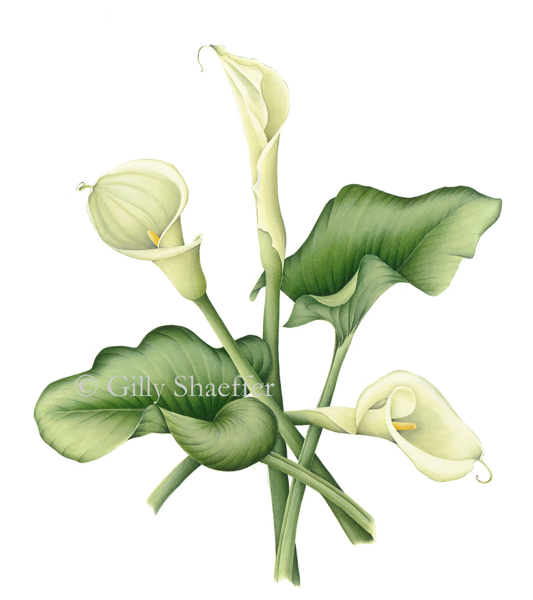 CallaLilly copy.jpg