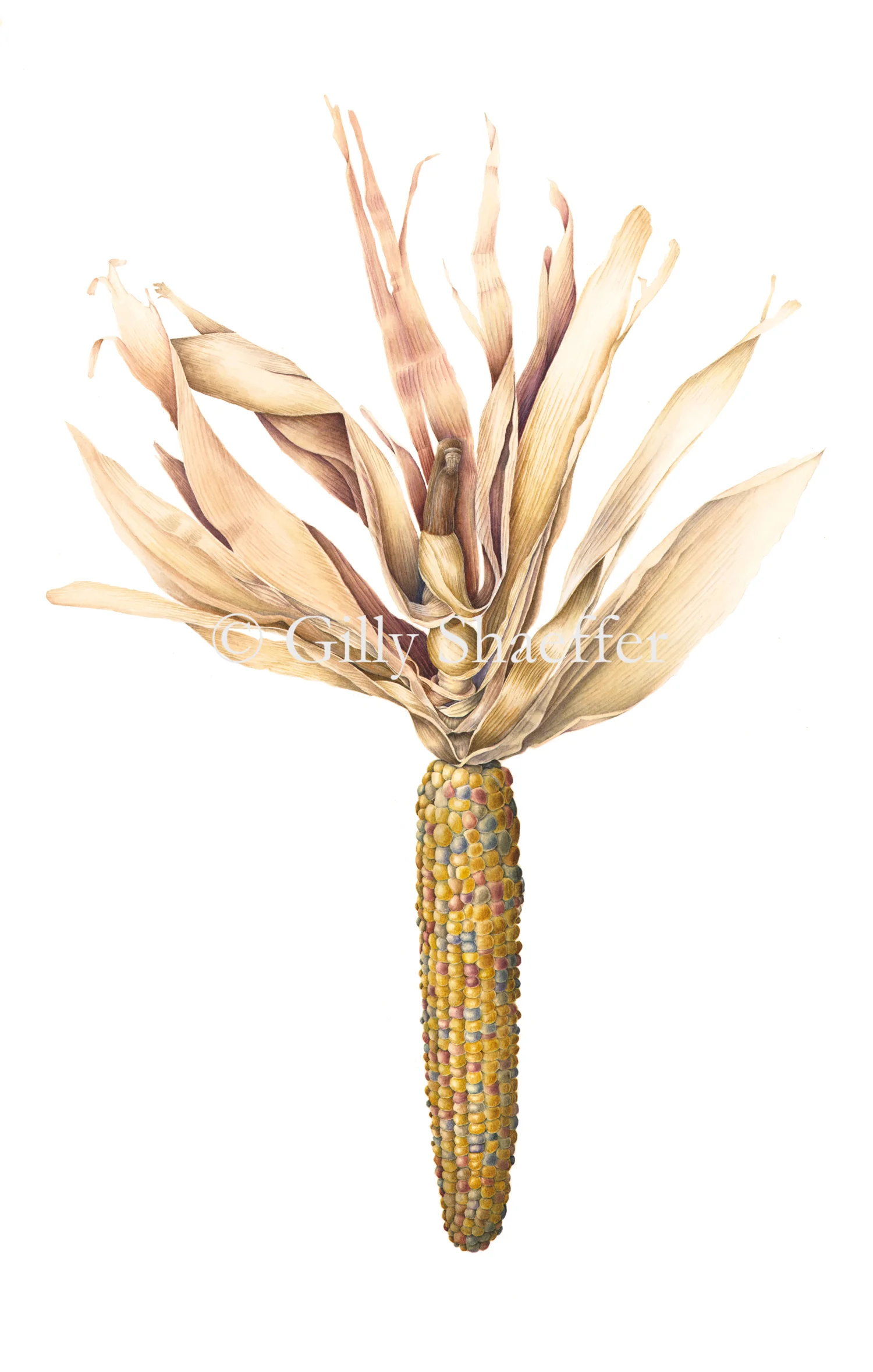 Indian_corn copy.jpg