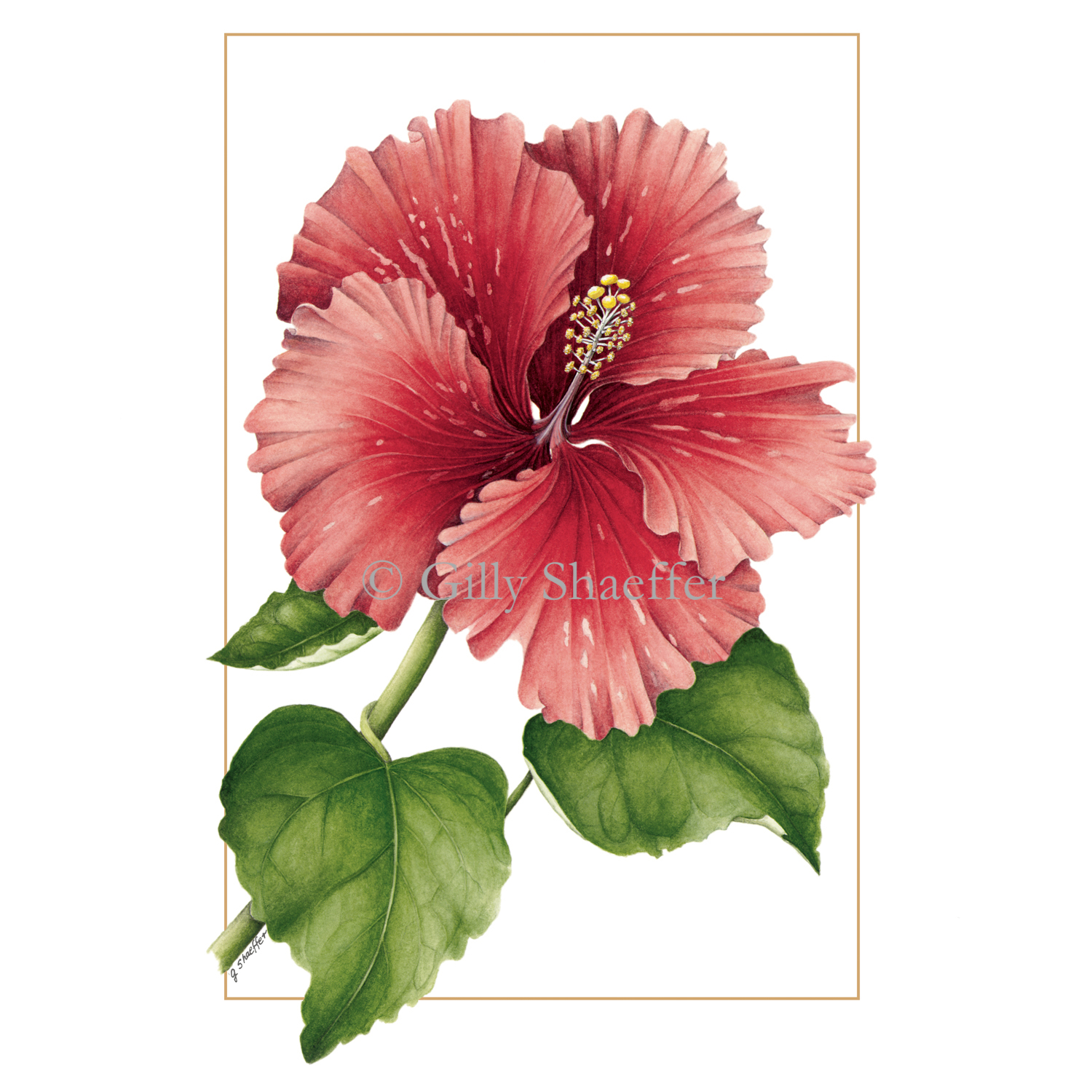 red_hibiscus copy.jpg