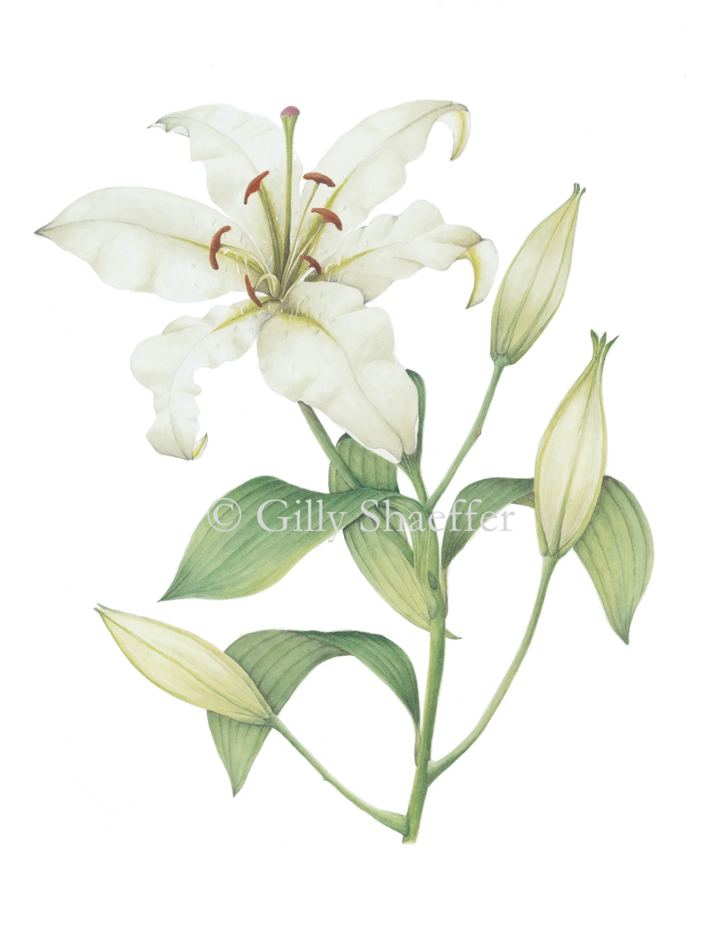 casa-blanca-lily copy.jpg