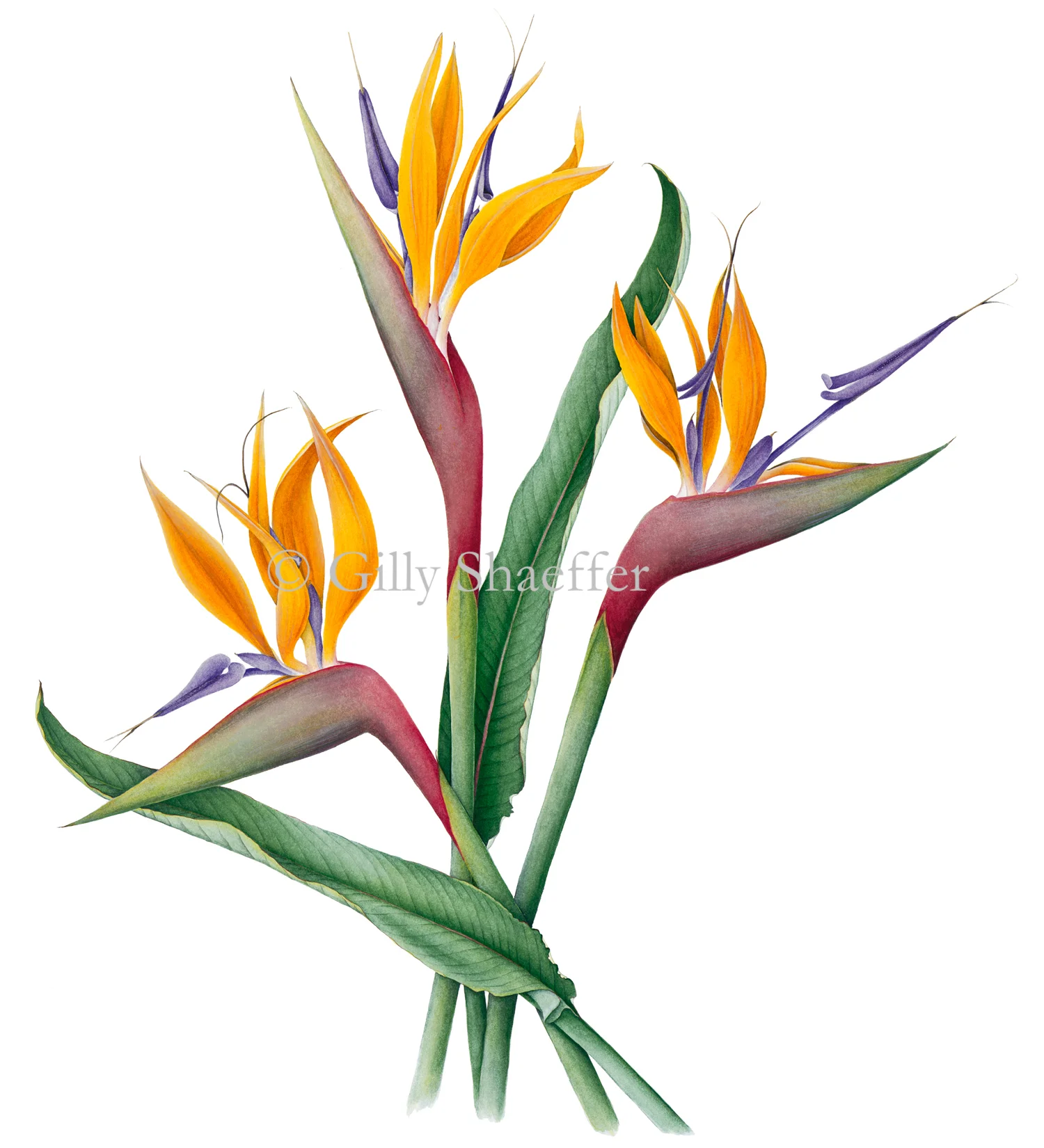 bird-of-paradise copy.jpg