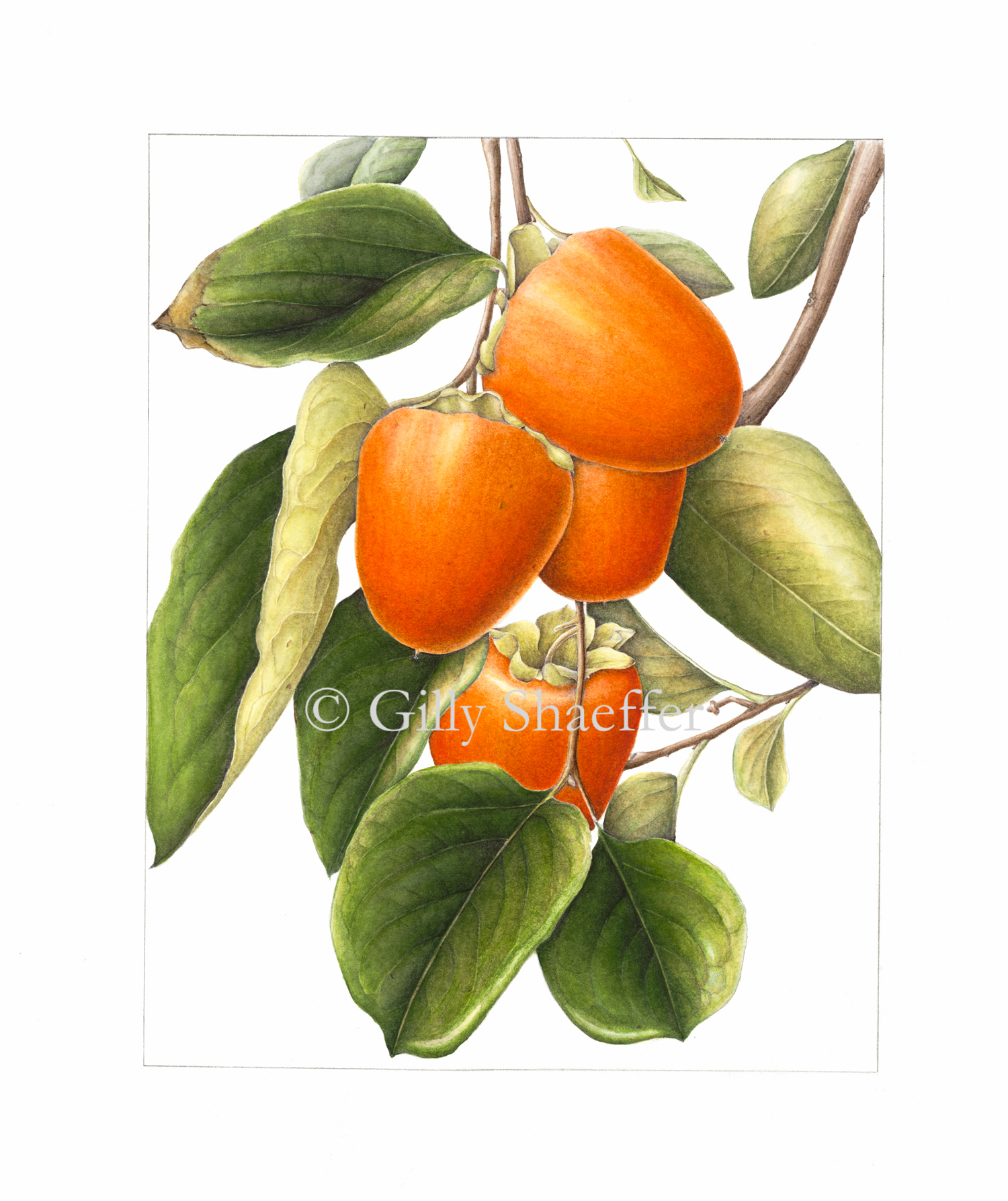 Persimmons copy.jpg