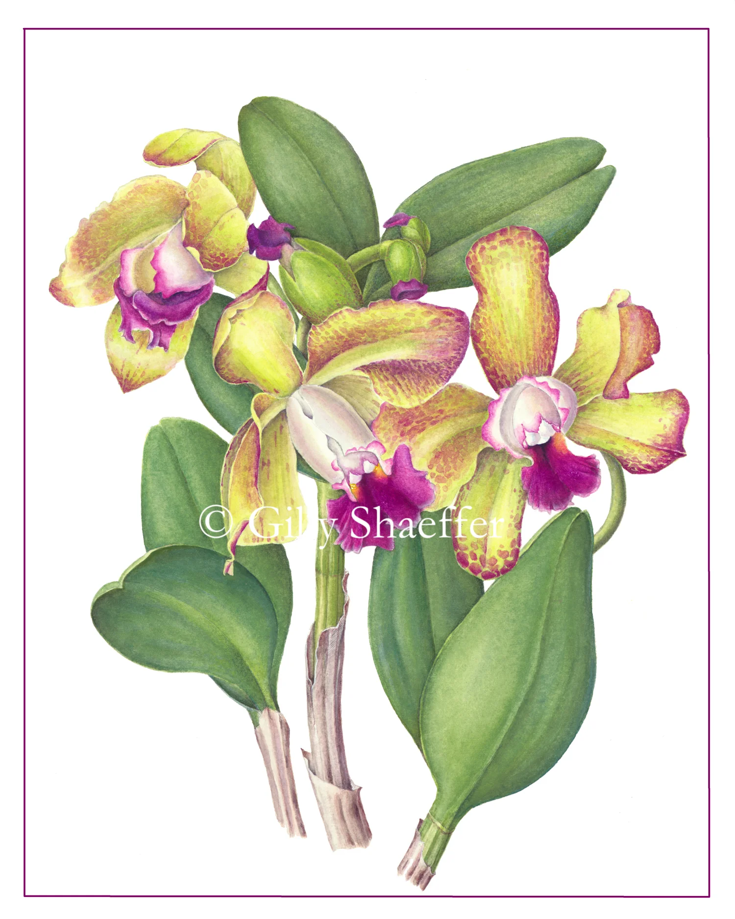 Cattleya_lily copy.jpg