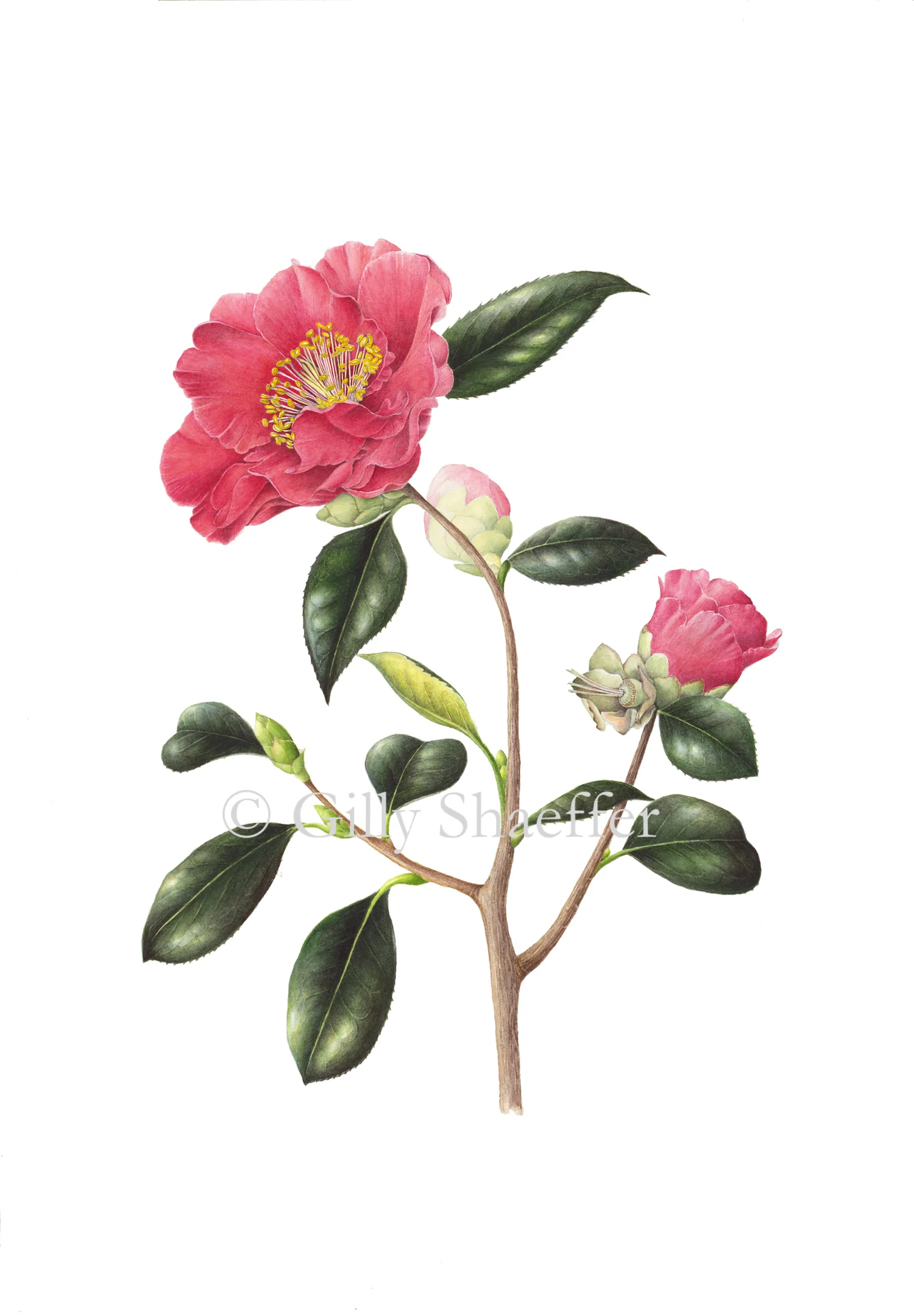 Camellia_2 copy.jpg