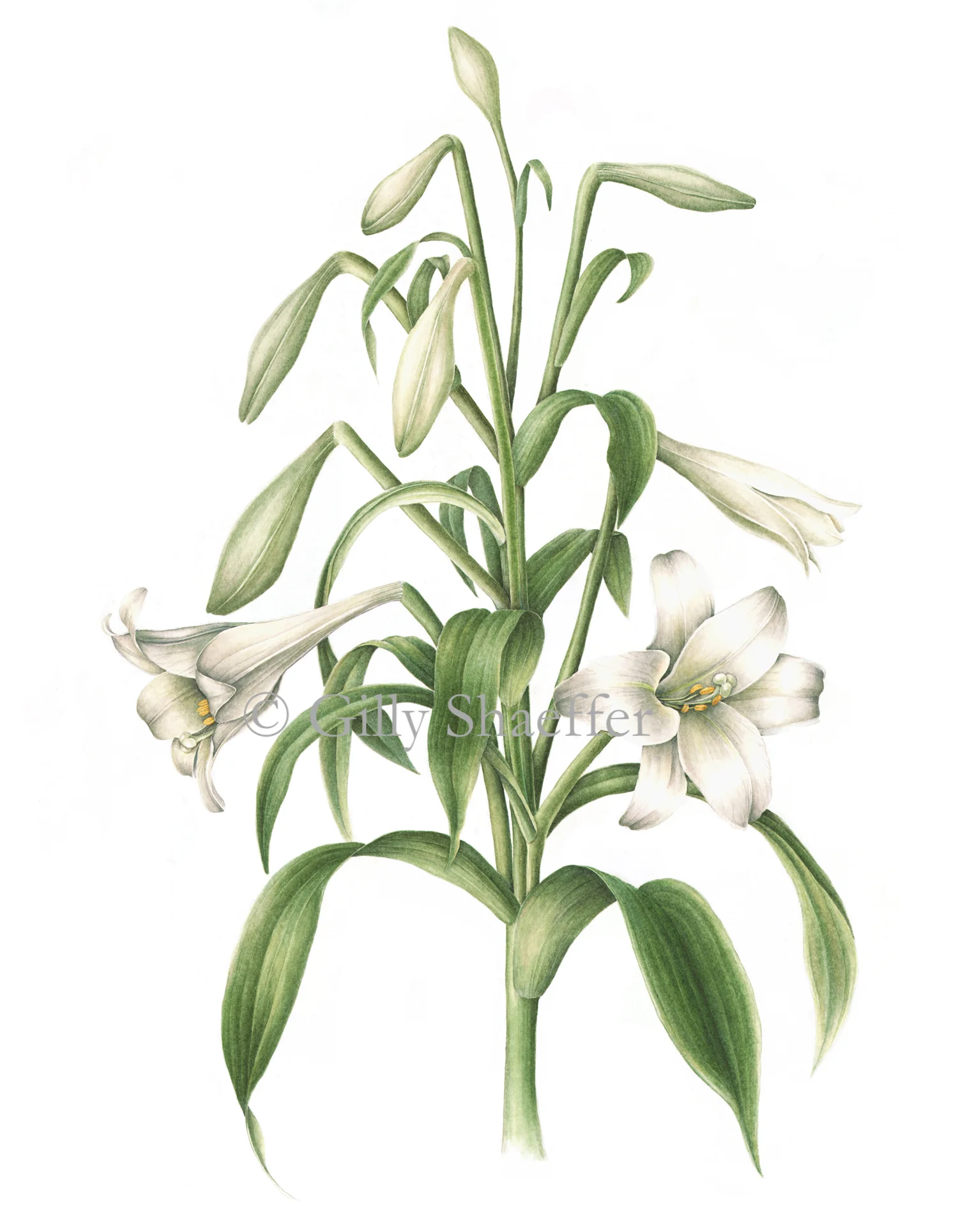 lily-longifloram copy.jpg