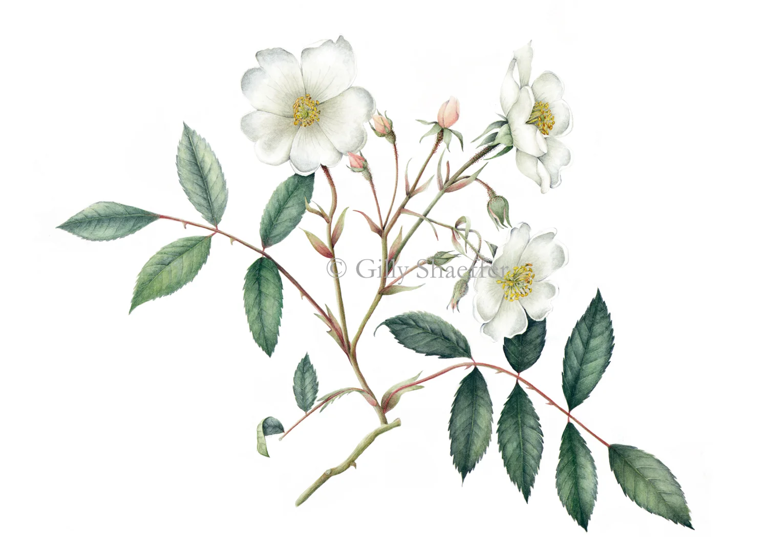 pleine-de-grace-rose copy.jpg